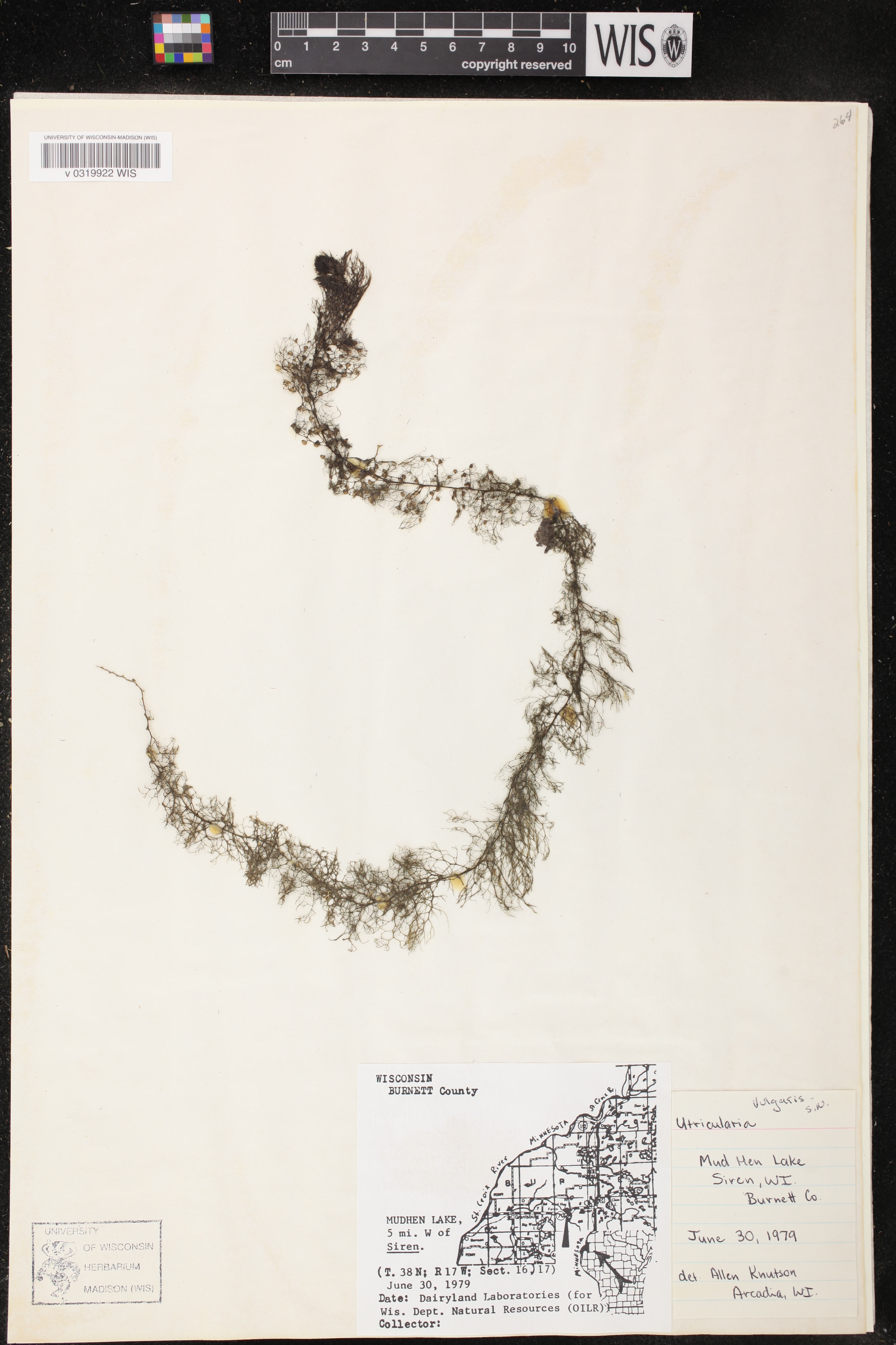 Utricularia vulgaris image