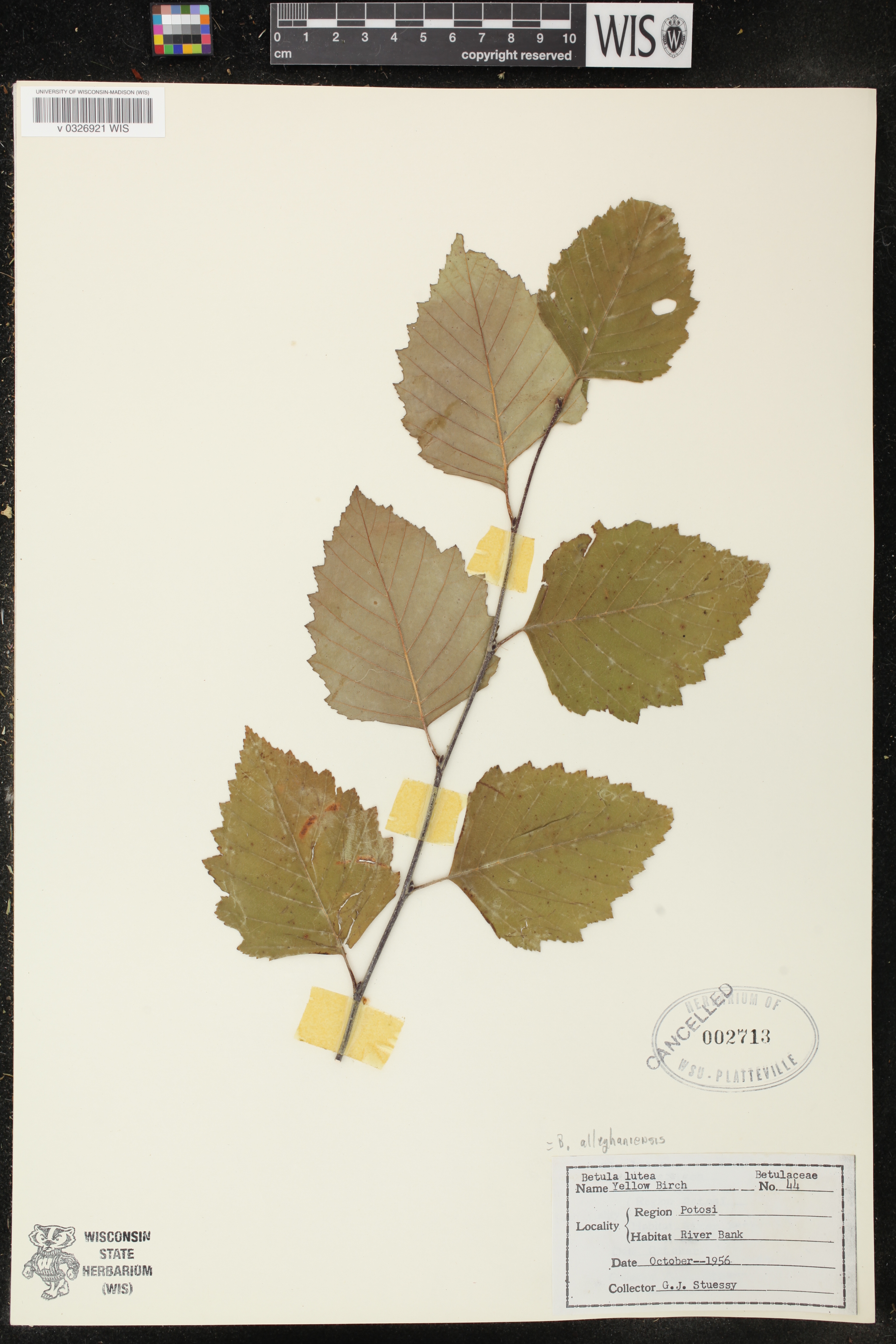 Betula alleghaniensis image