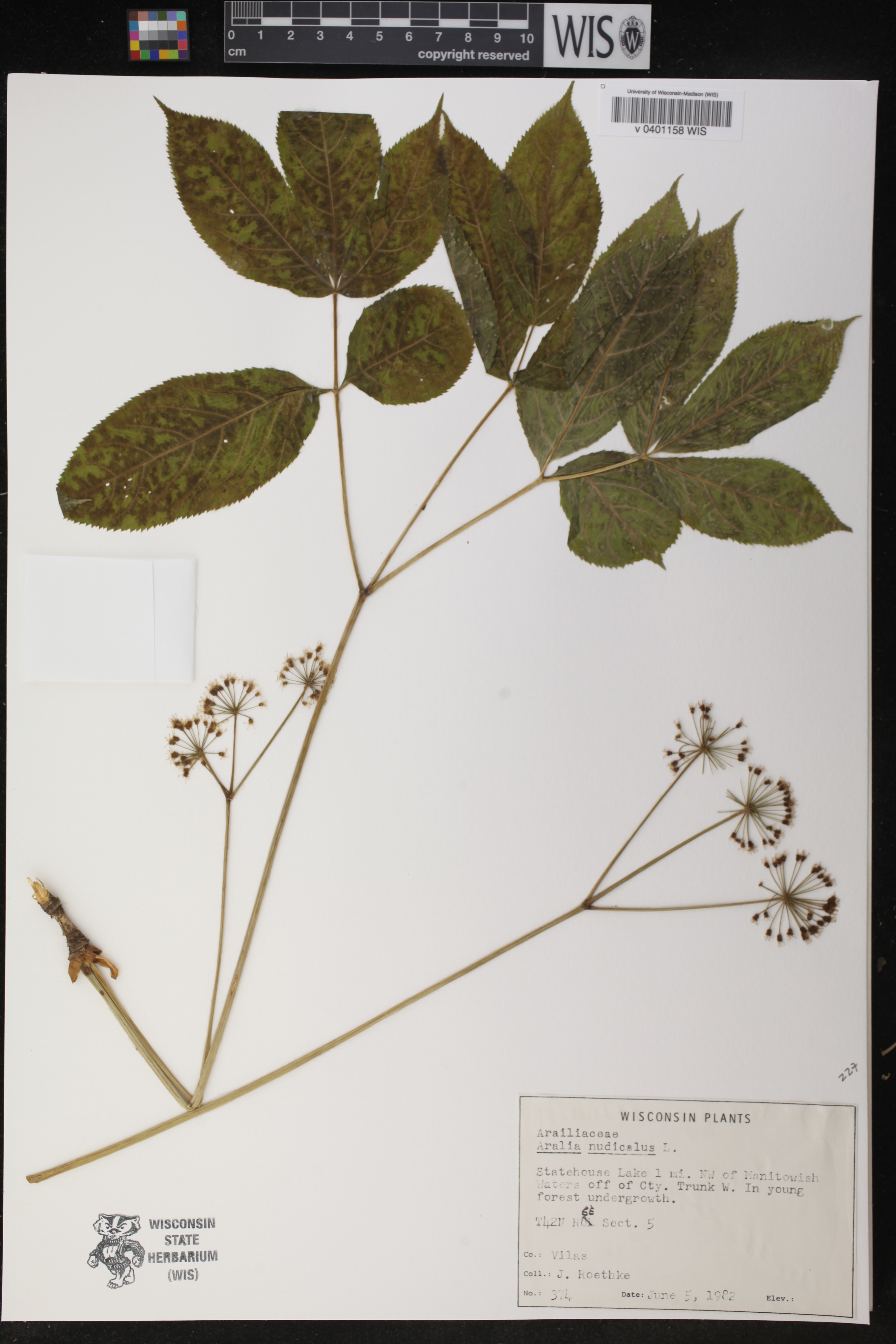 Aralia nudicaulis image
