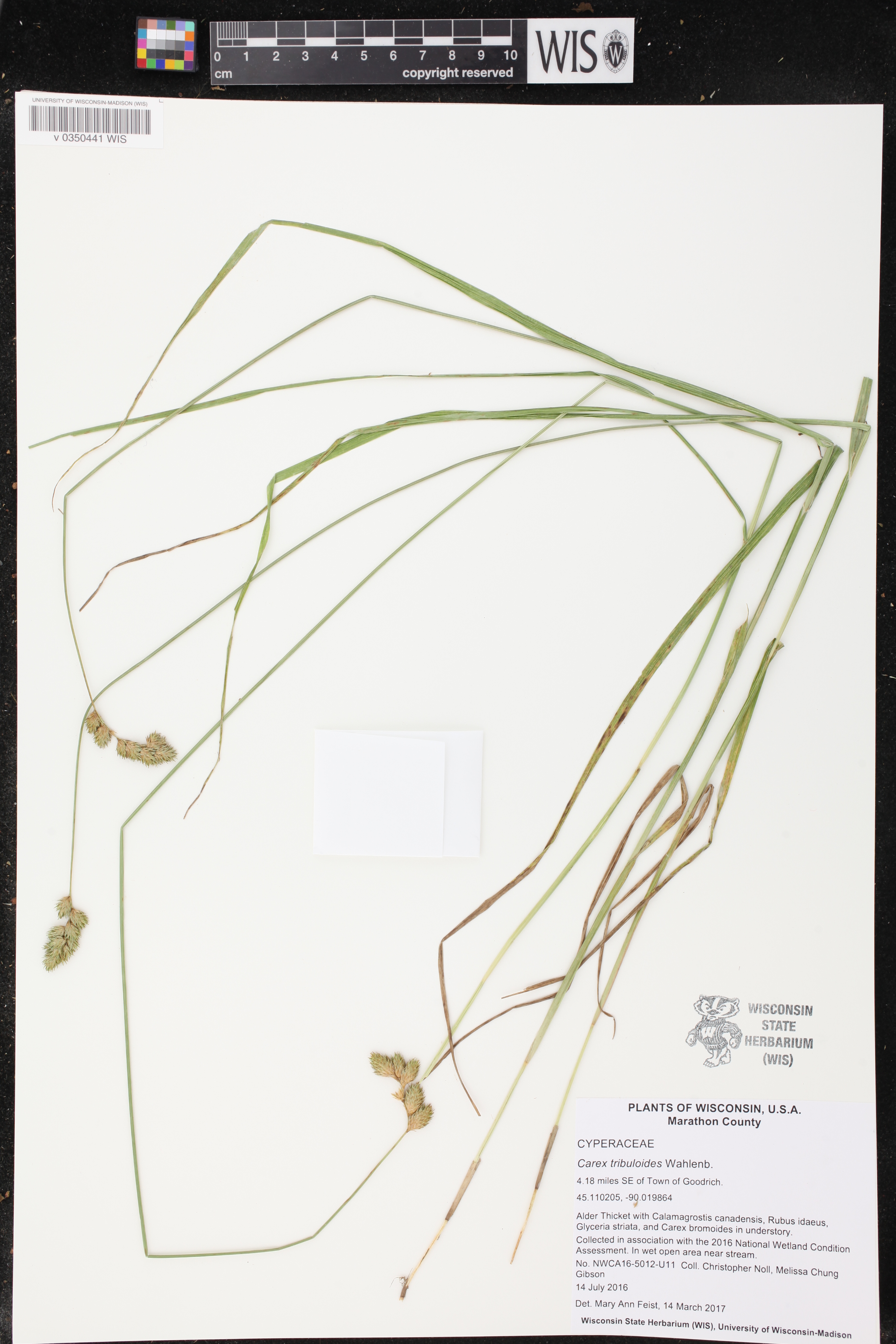 Carex tribuloides image
