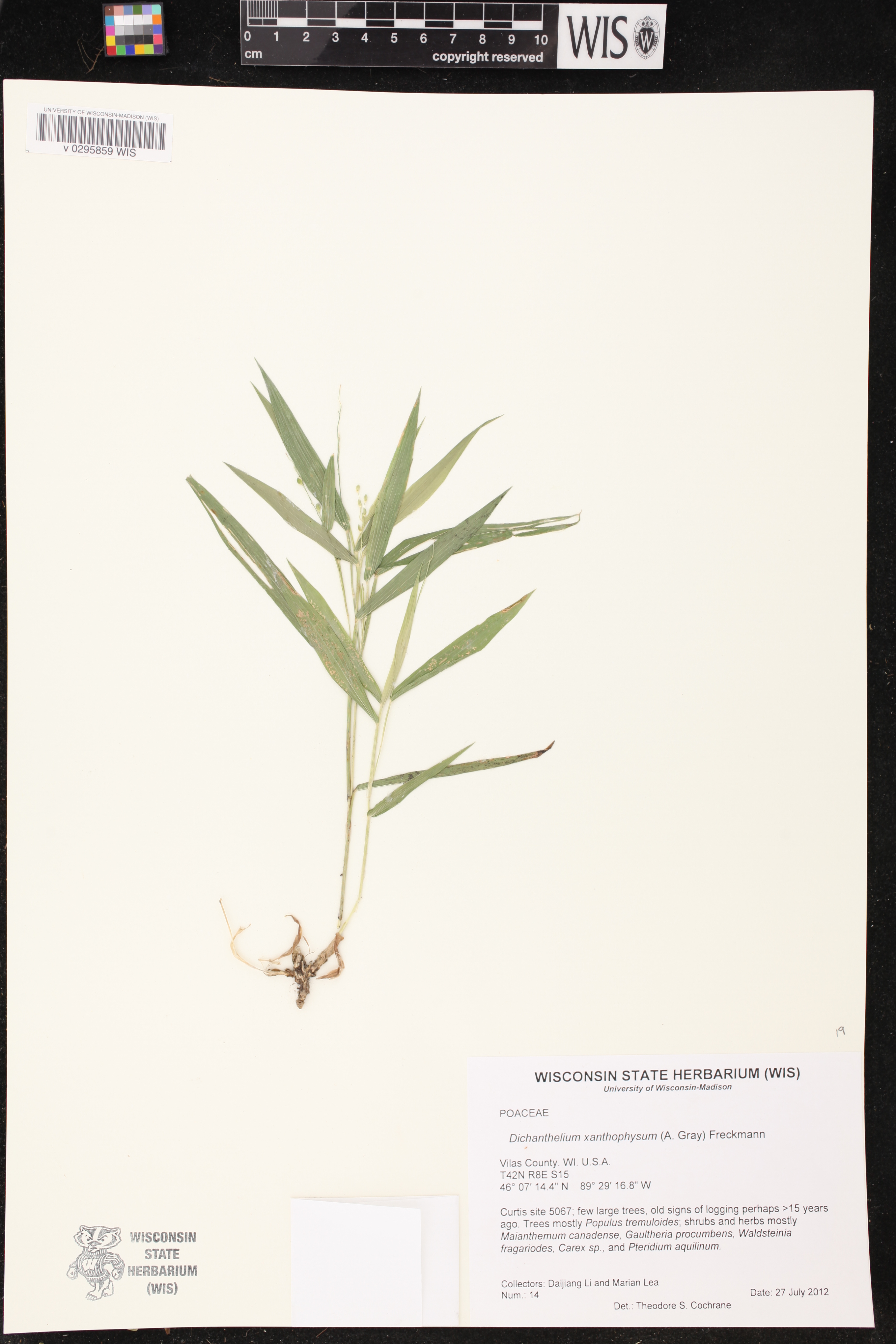 Dichanthelium xanthophysum image