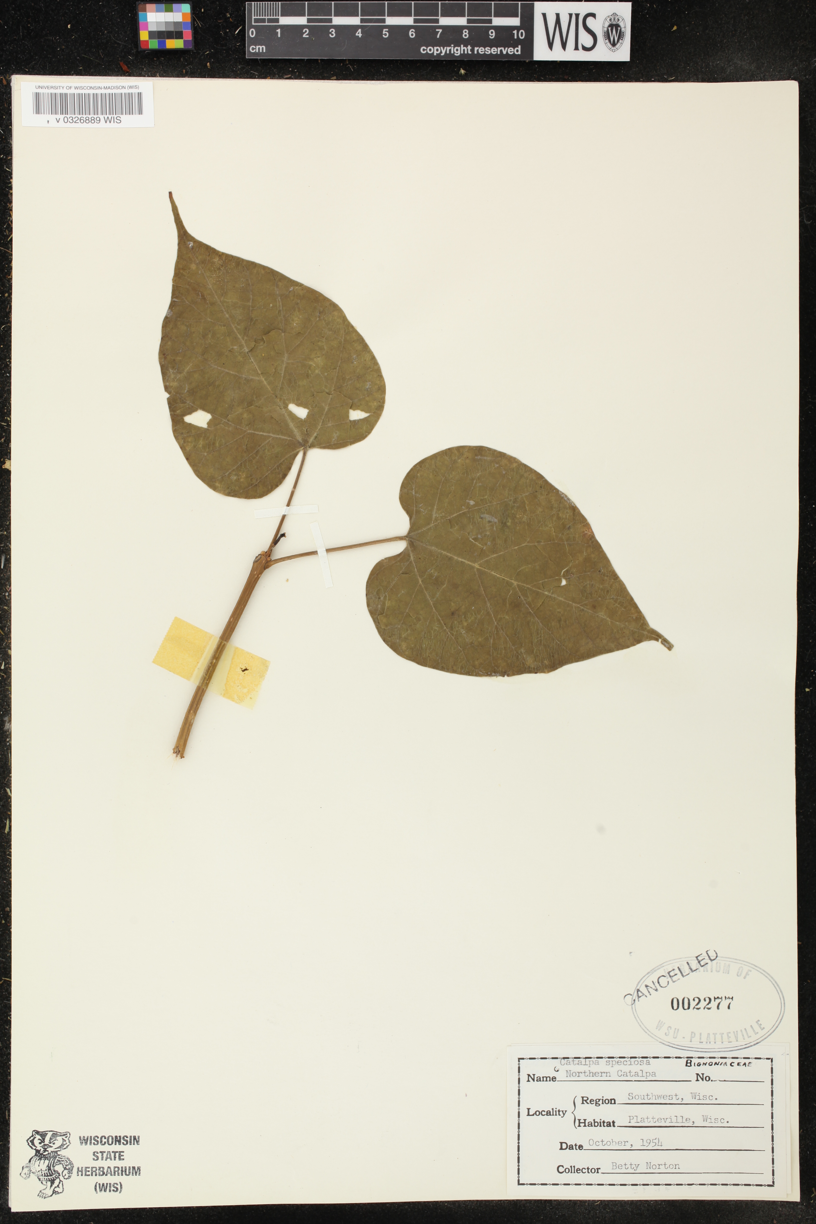 Catalpa speciosa image