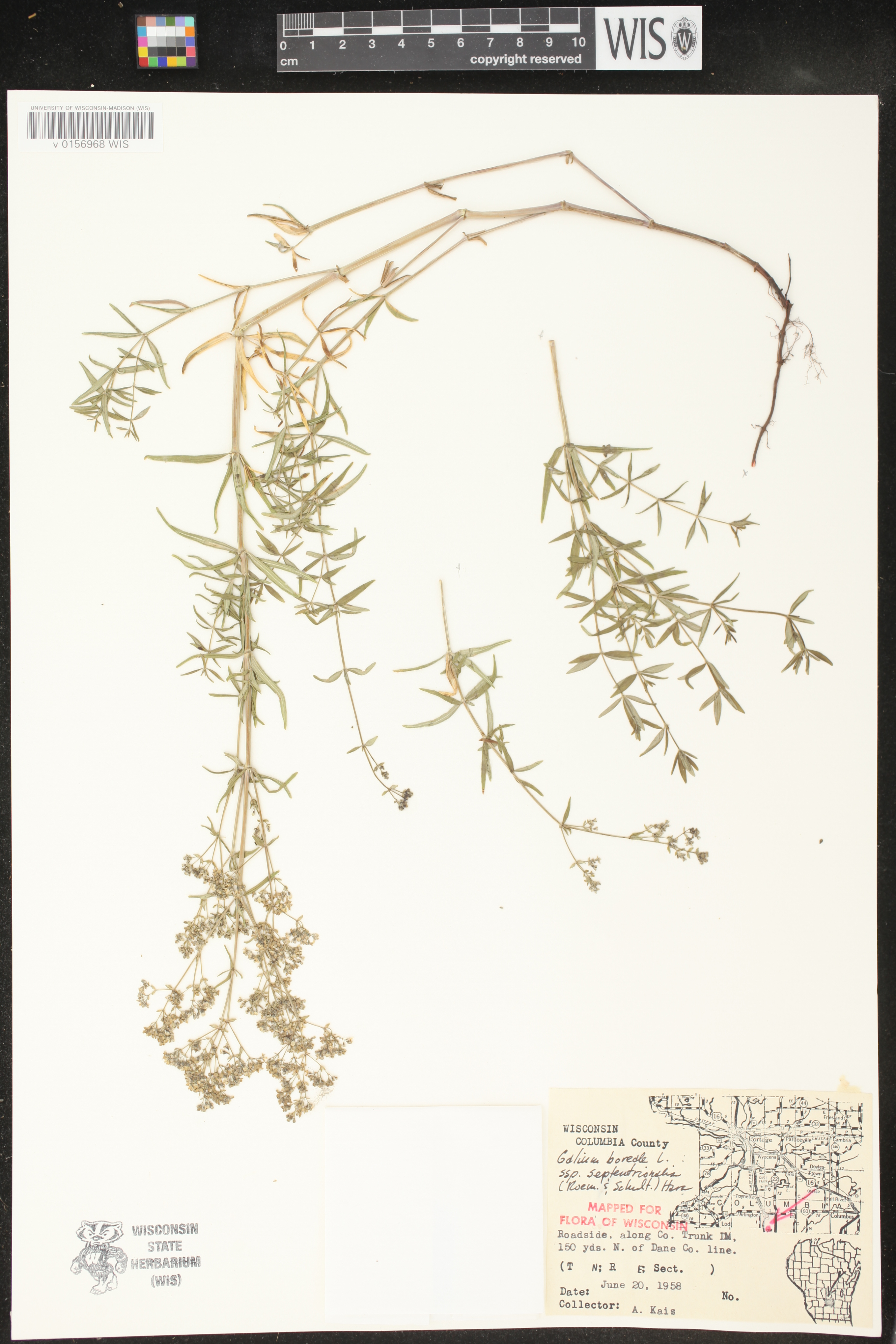 Galium boreale image