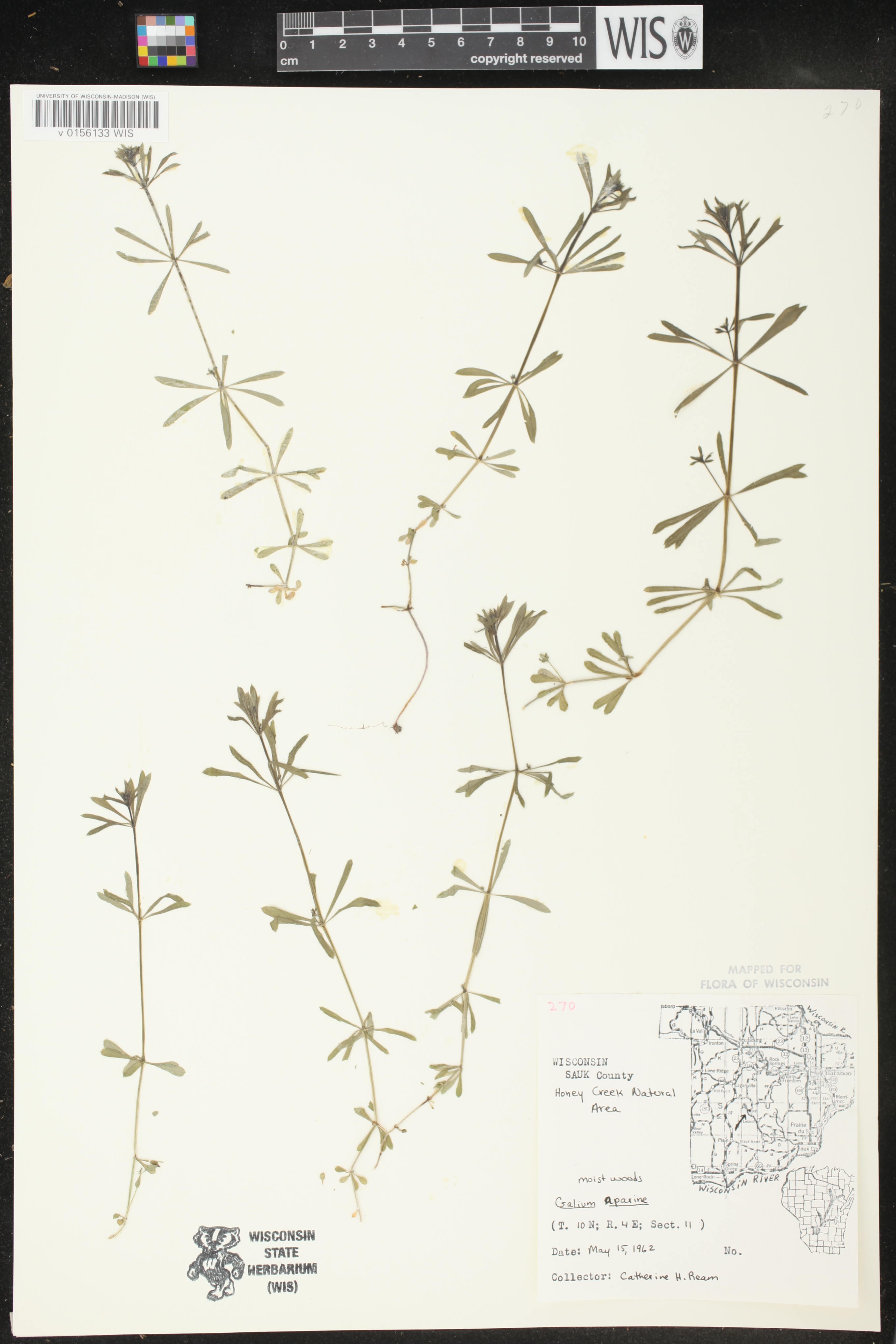 Galium aparine image