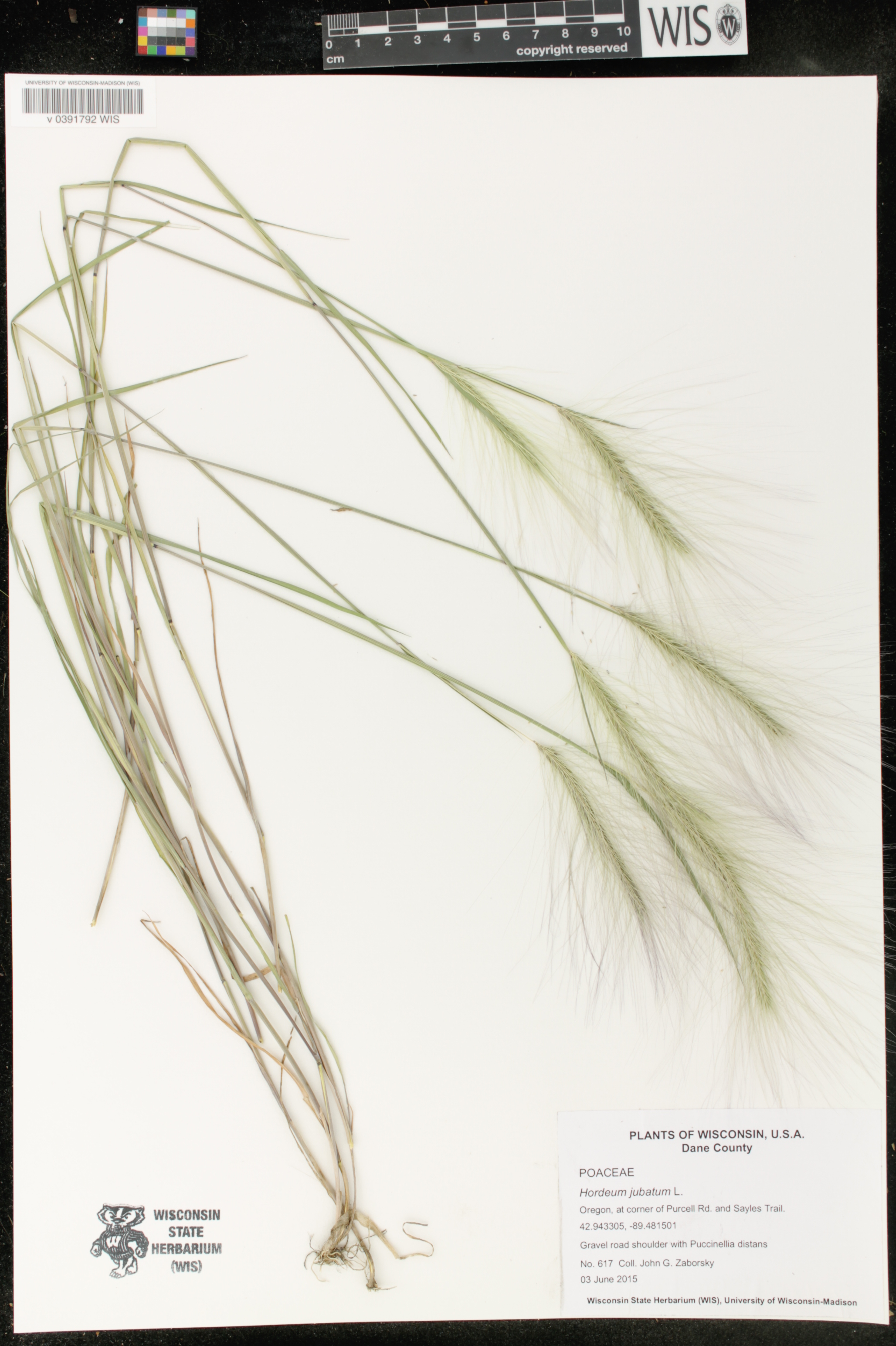 Hordeum jubatum image