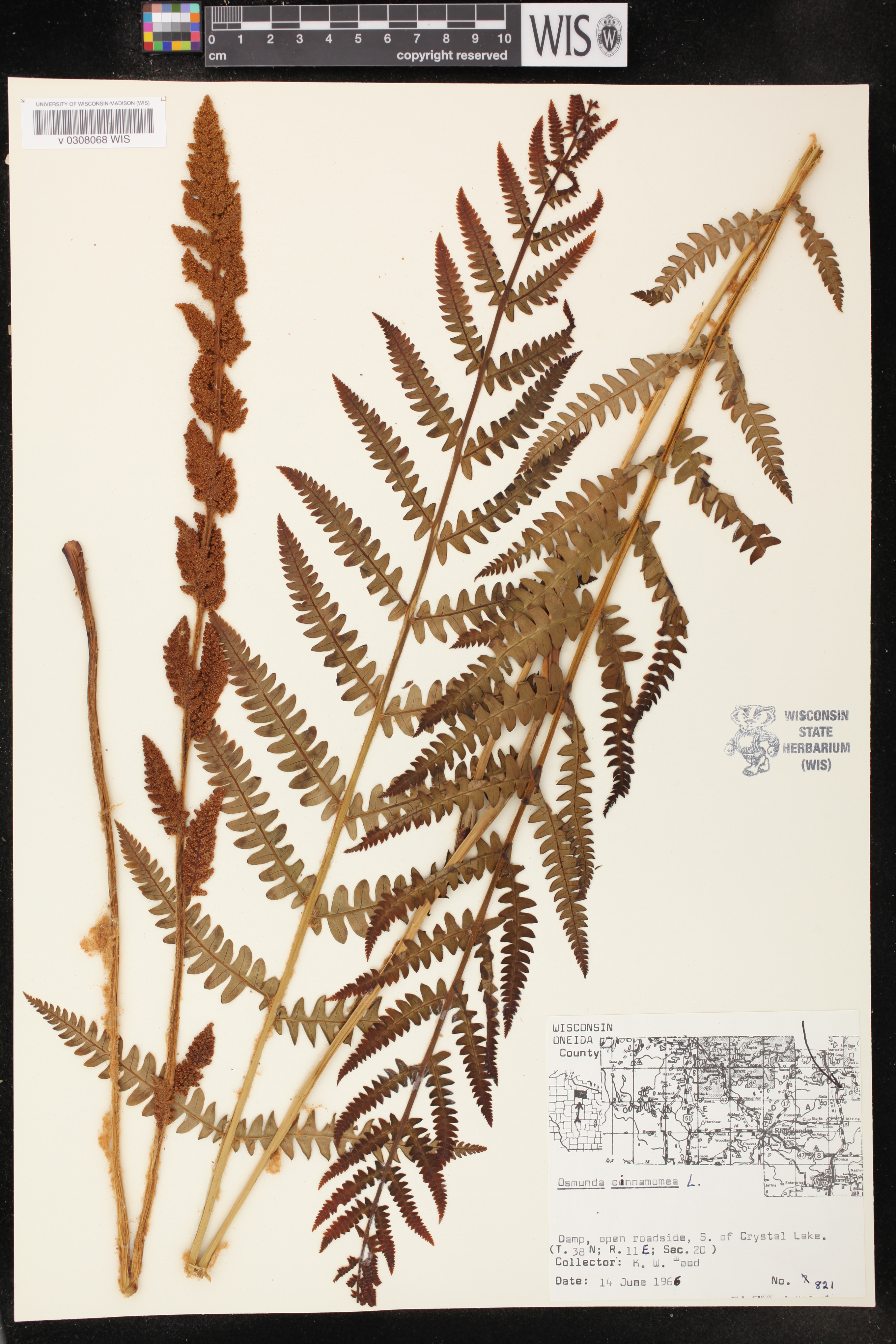Osmunda cinnamomea image