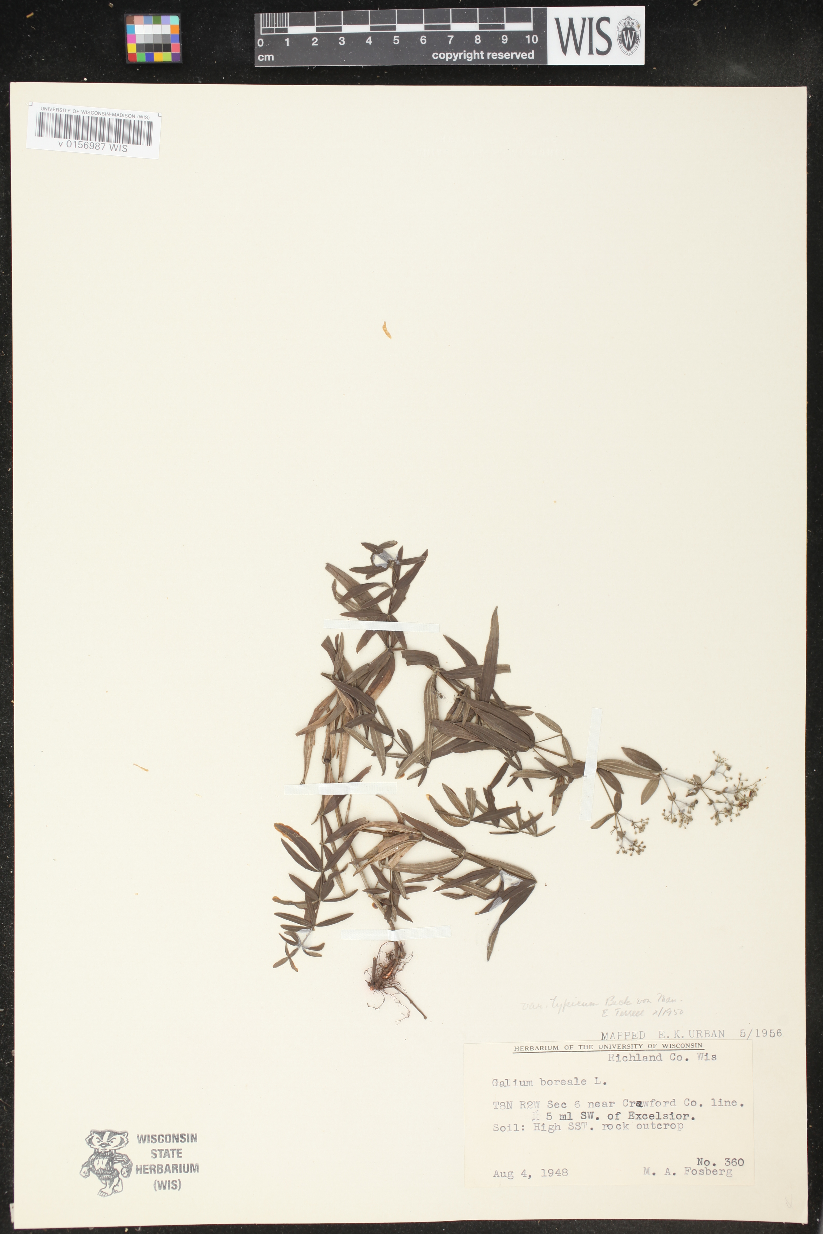 Galium boreale image