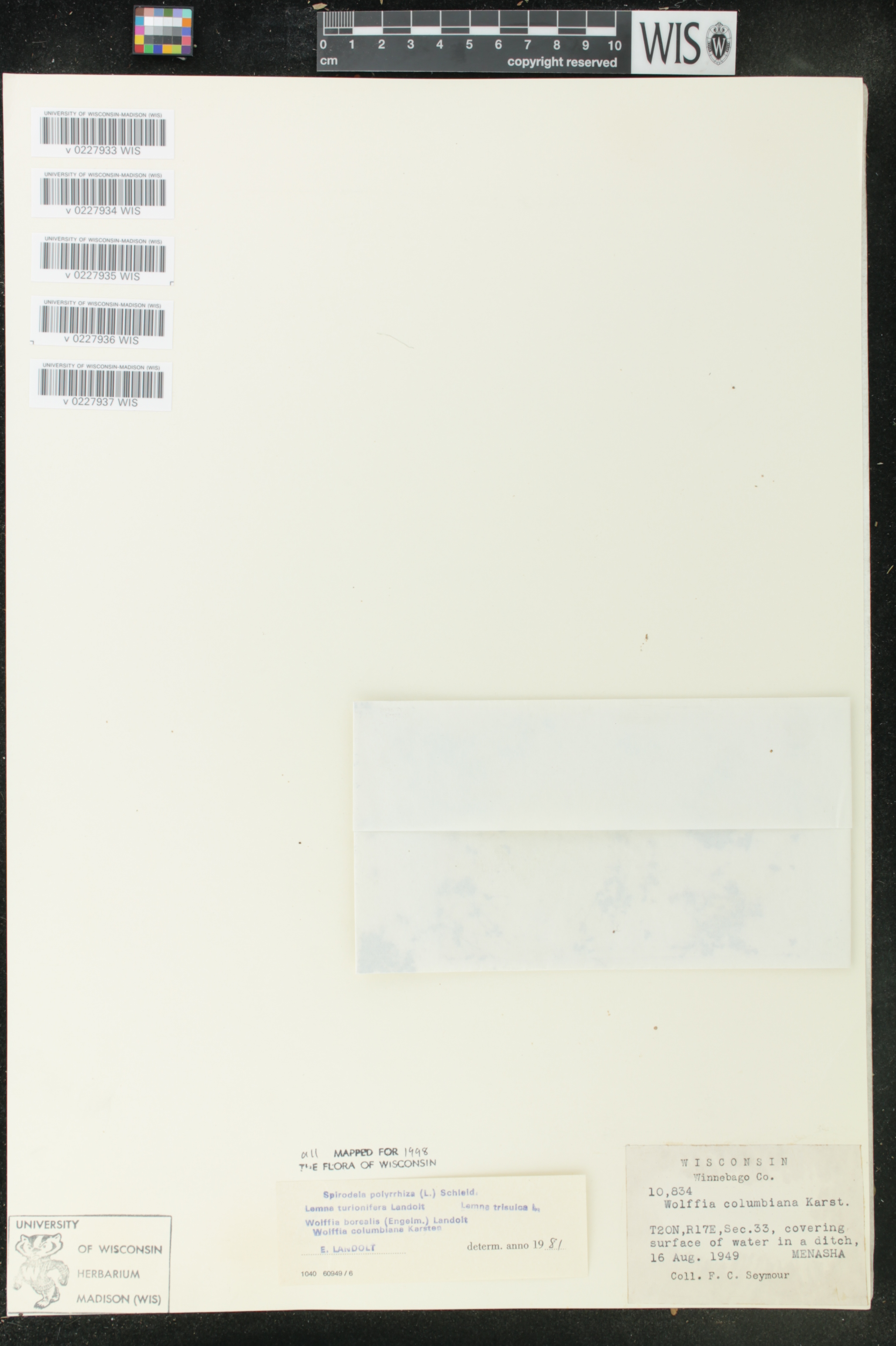 Lemna trisulca image