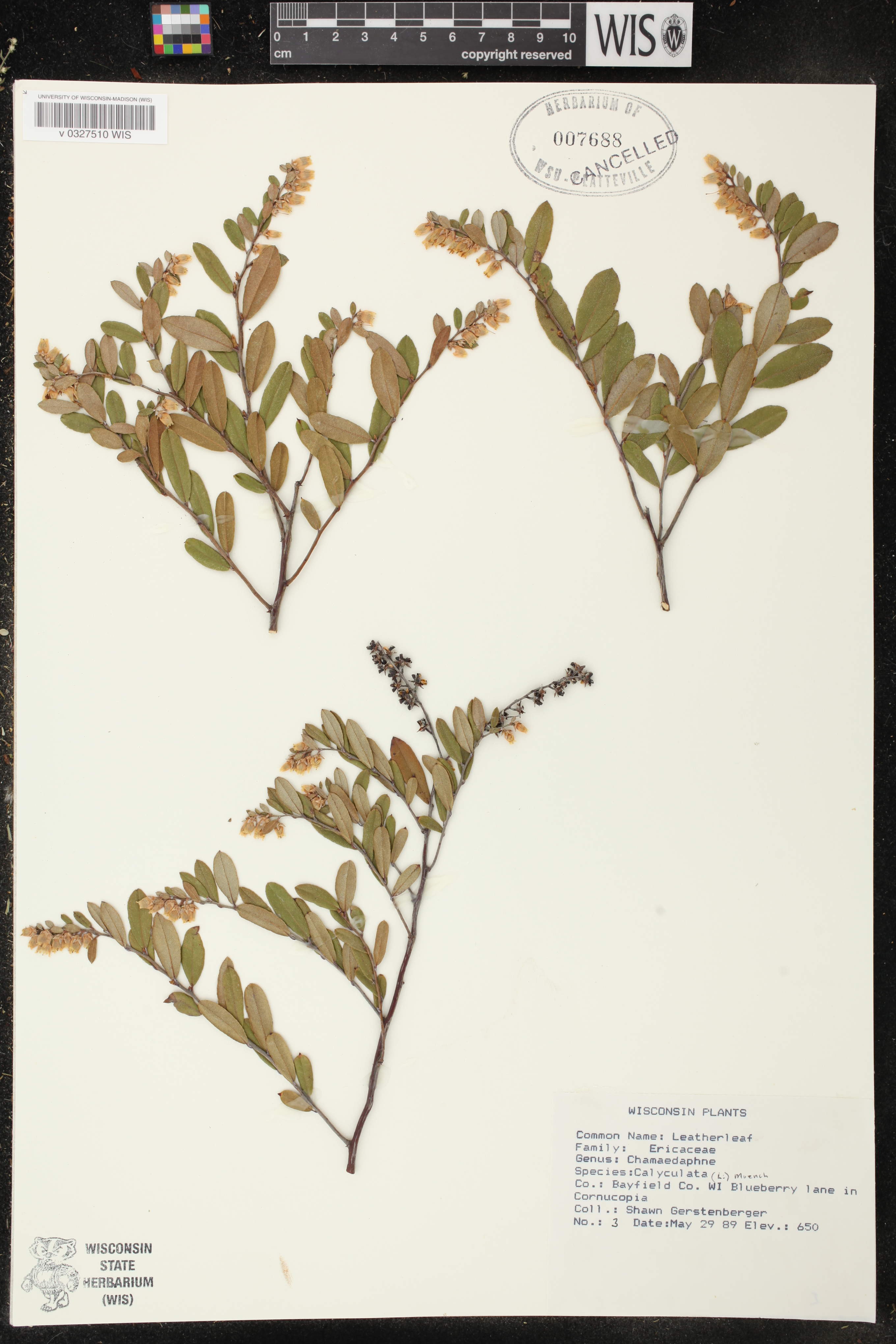 Chamaedaphne calyculata image