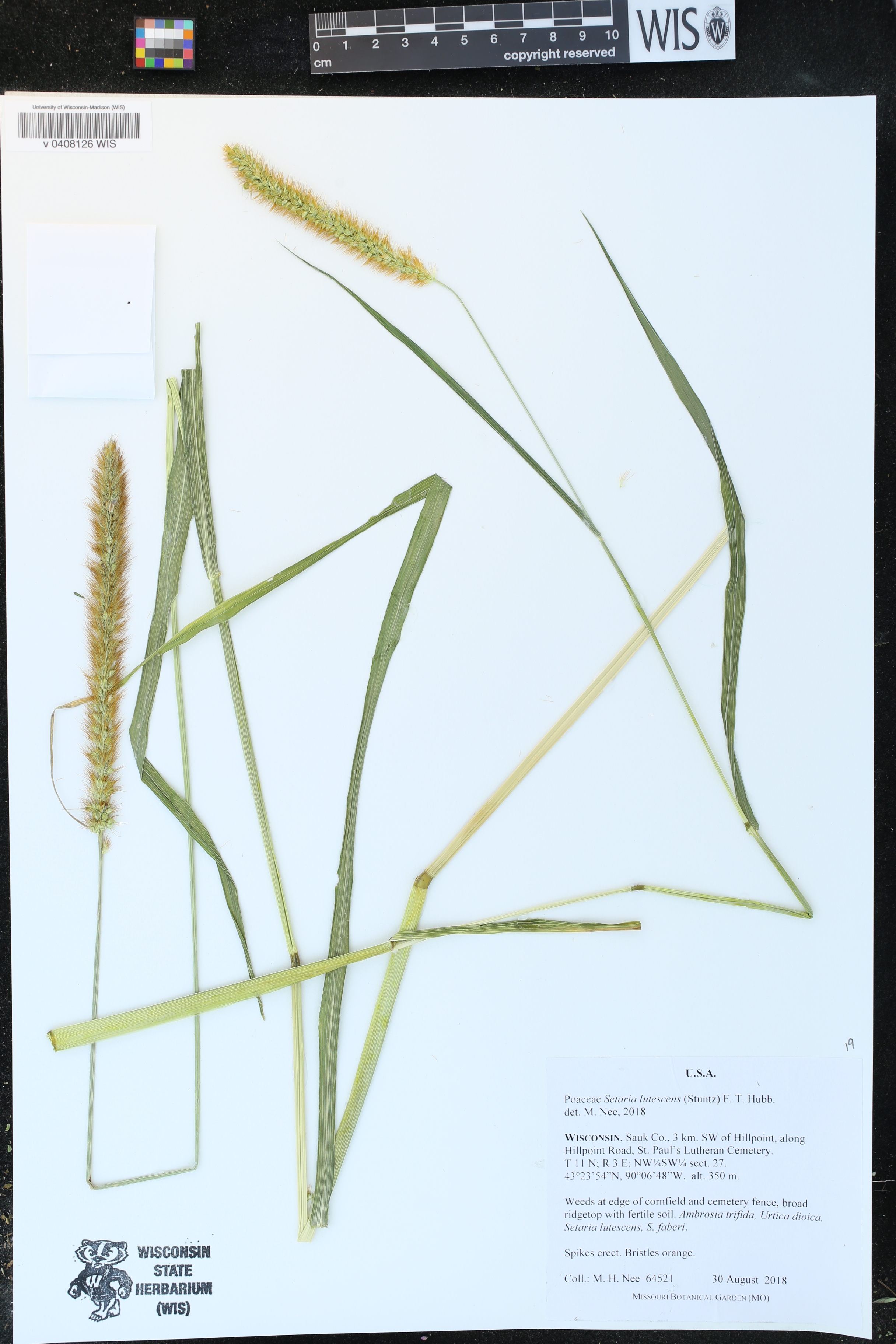 Setaria pumila subsp. pumila image