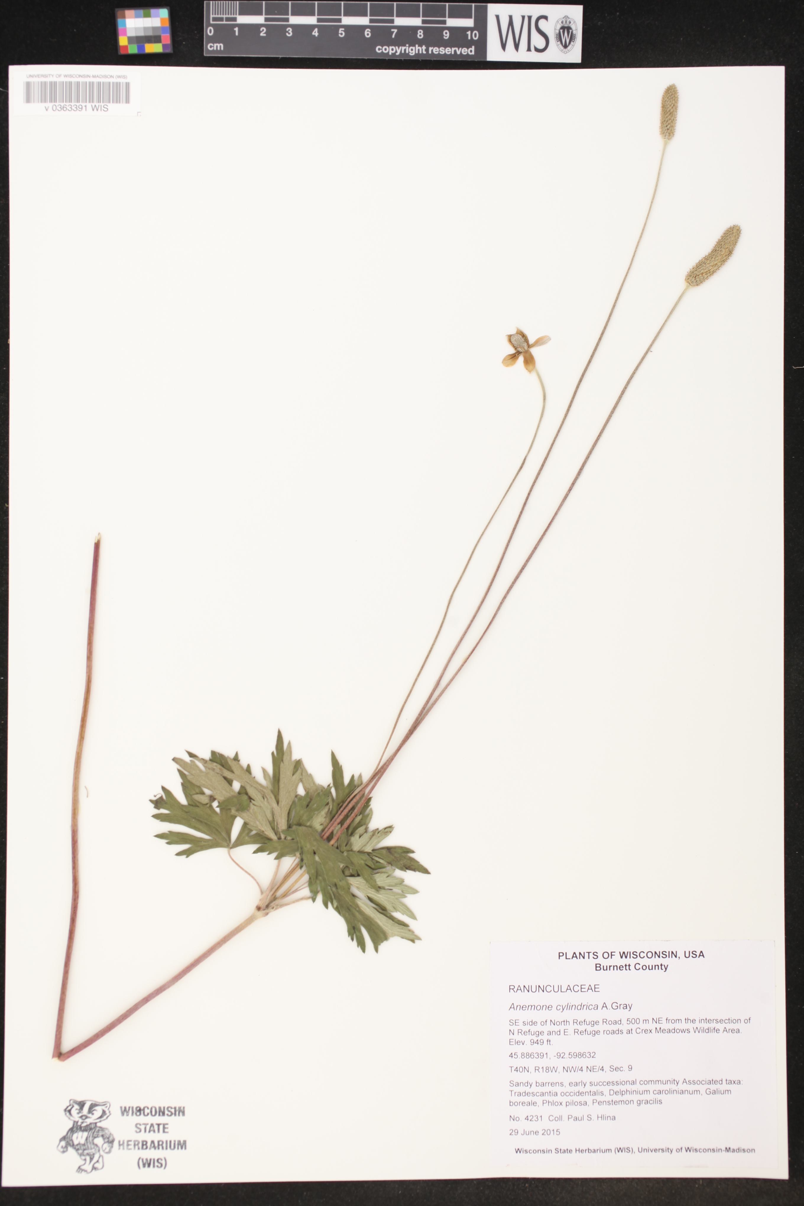 Anemone cylindrica image
