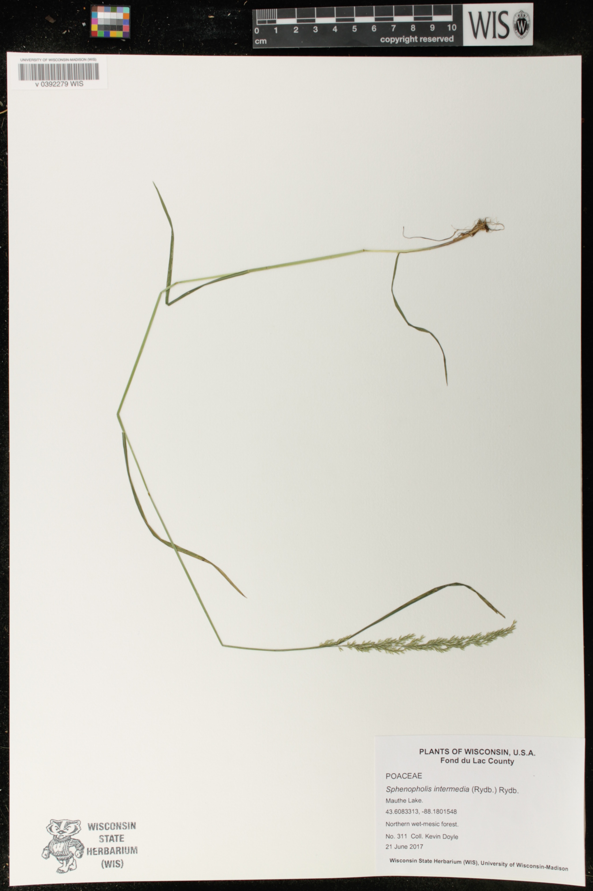 Sphenopholis intermedia image