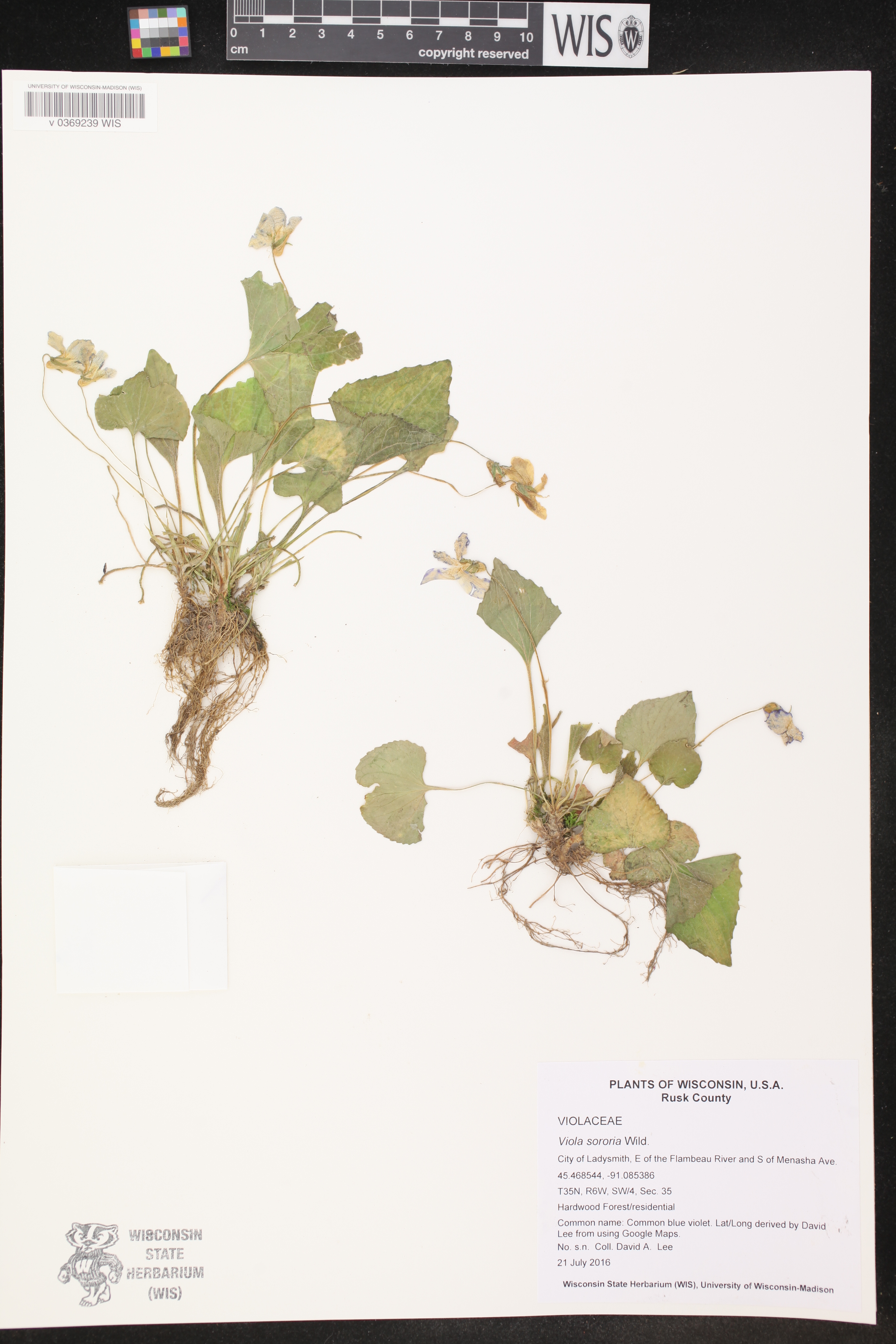 Viola sororia image