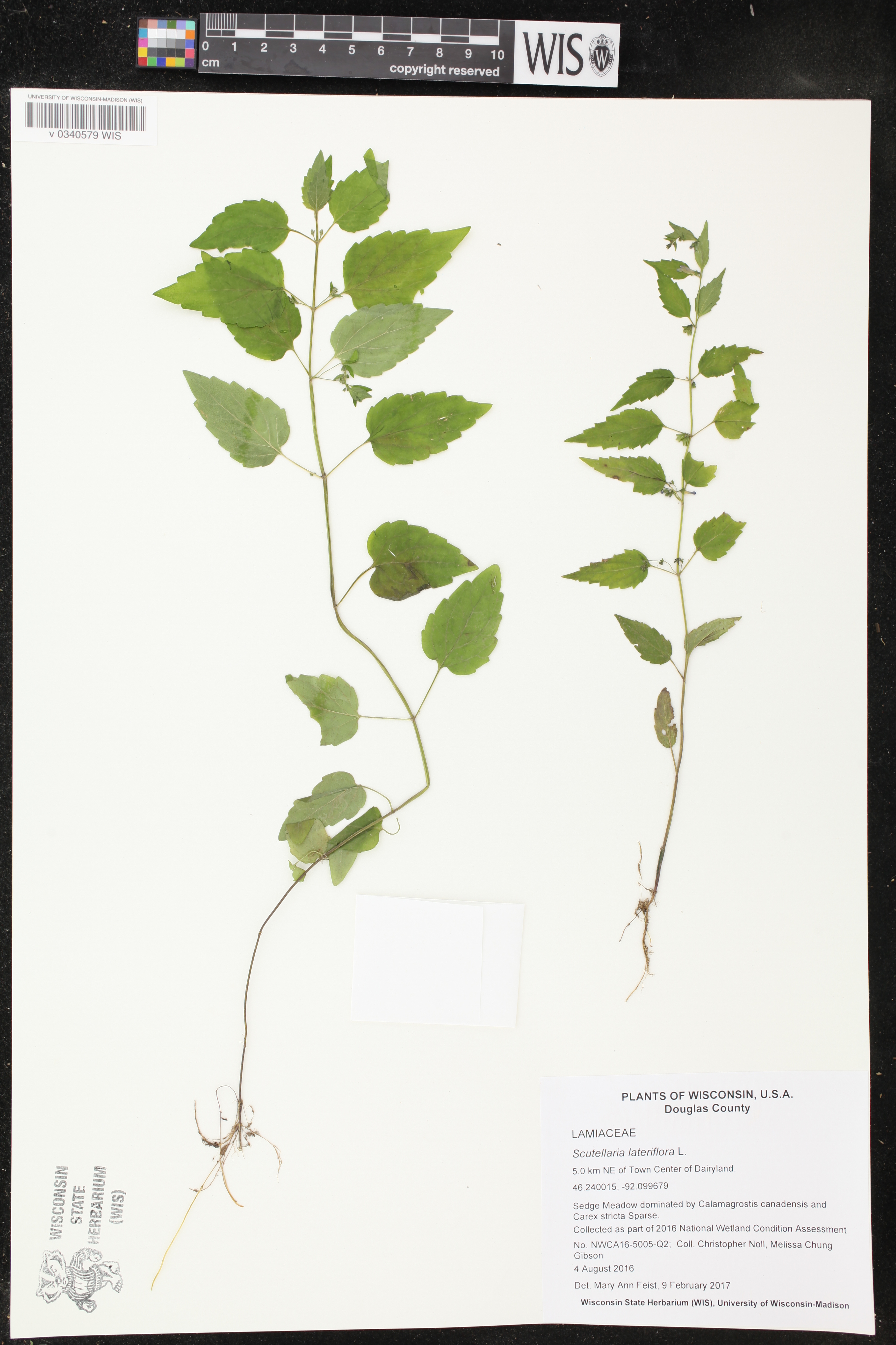 Scutellaria lateriflora image