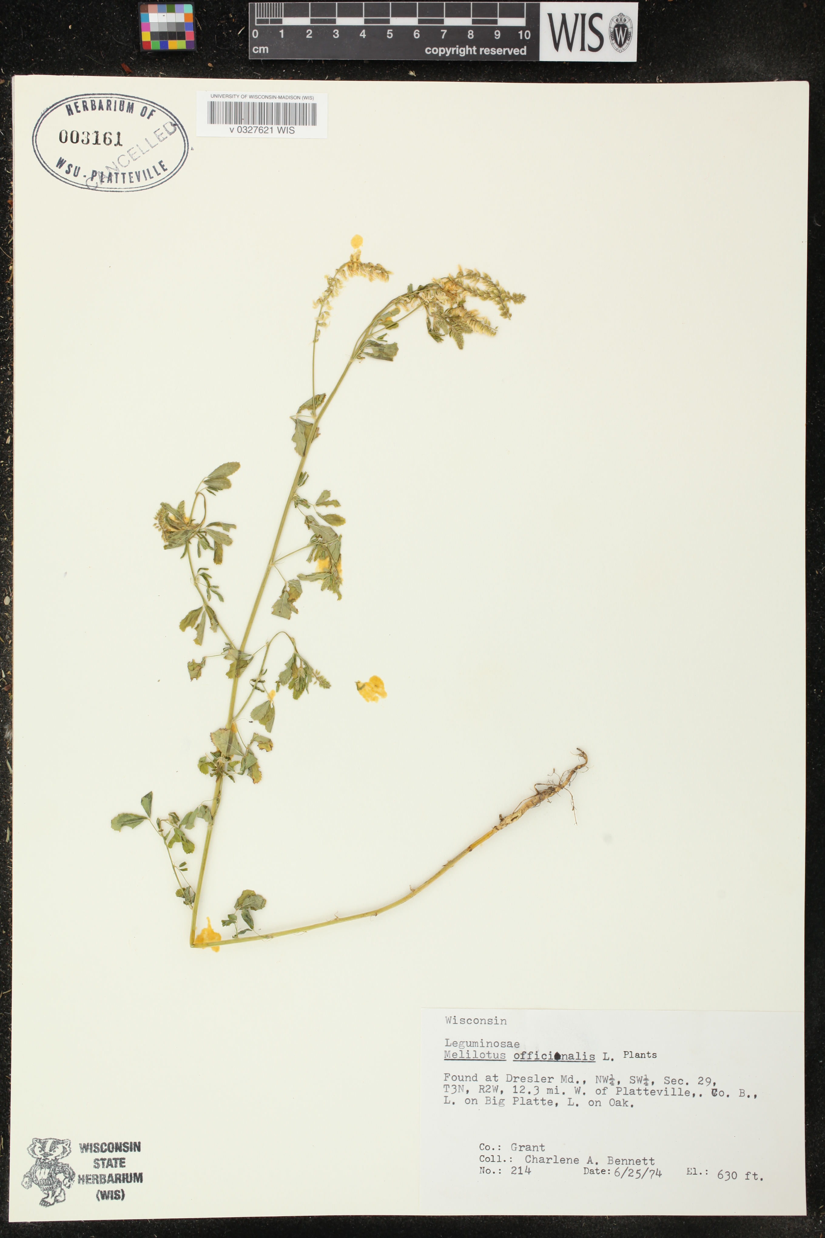 Melilotus officinalis image