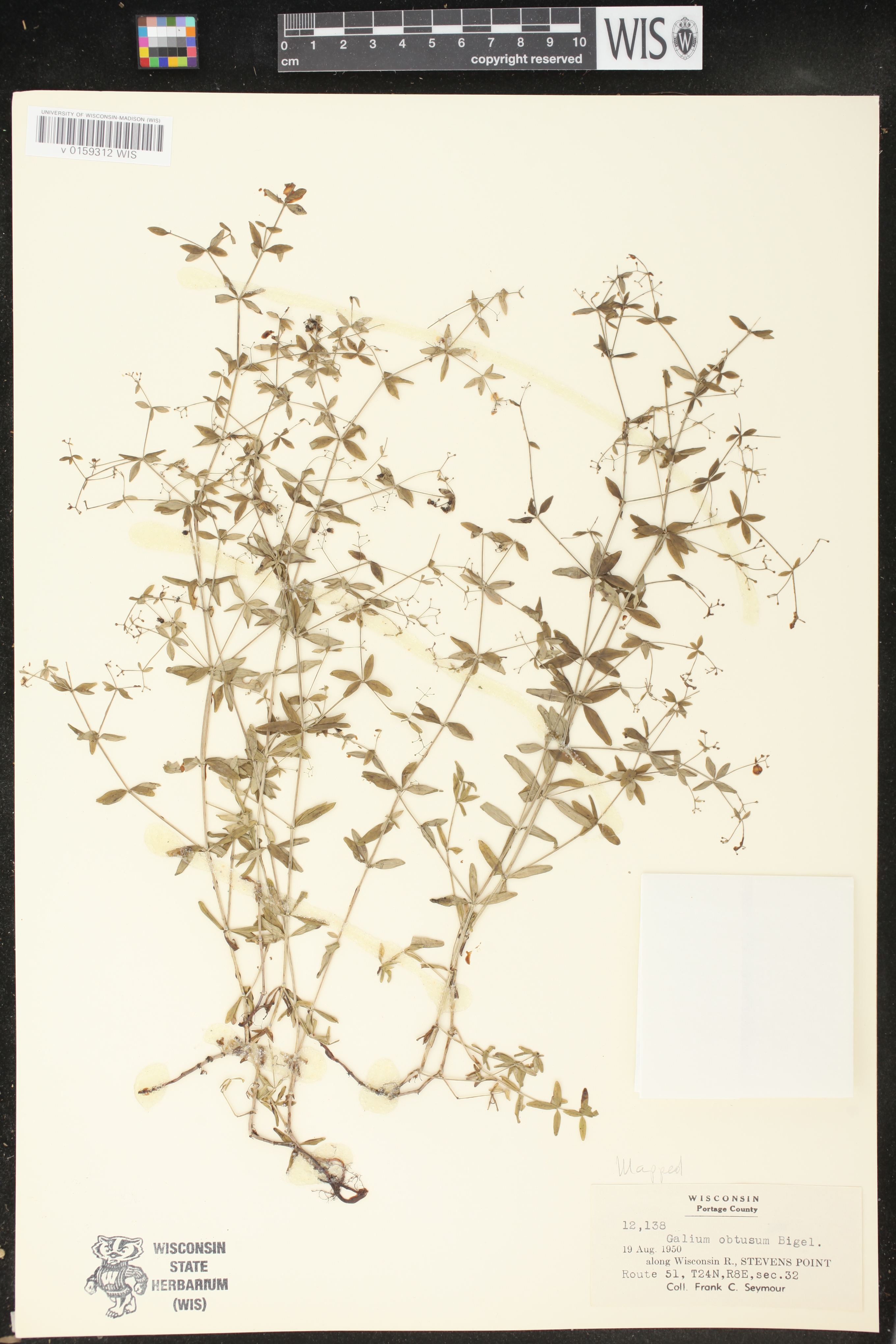 Galium obtusum subsp. obtusum image