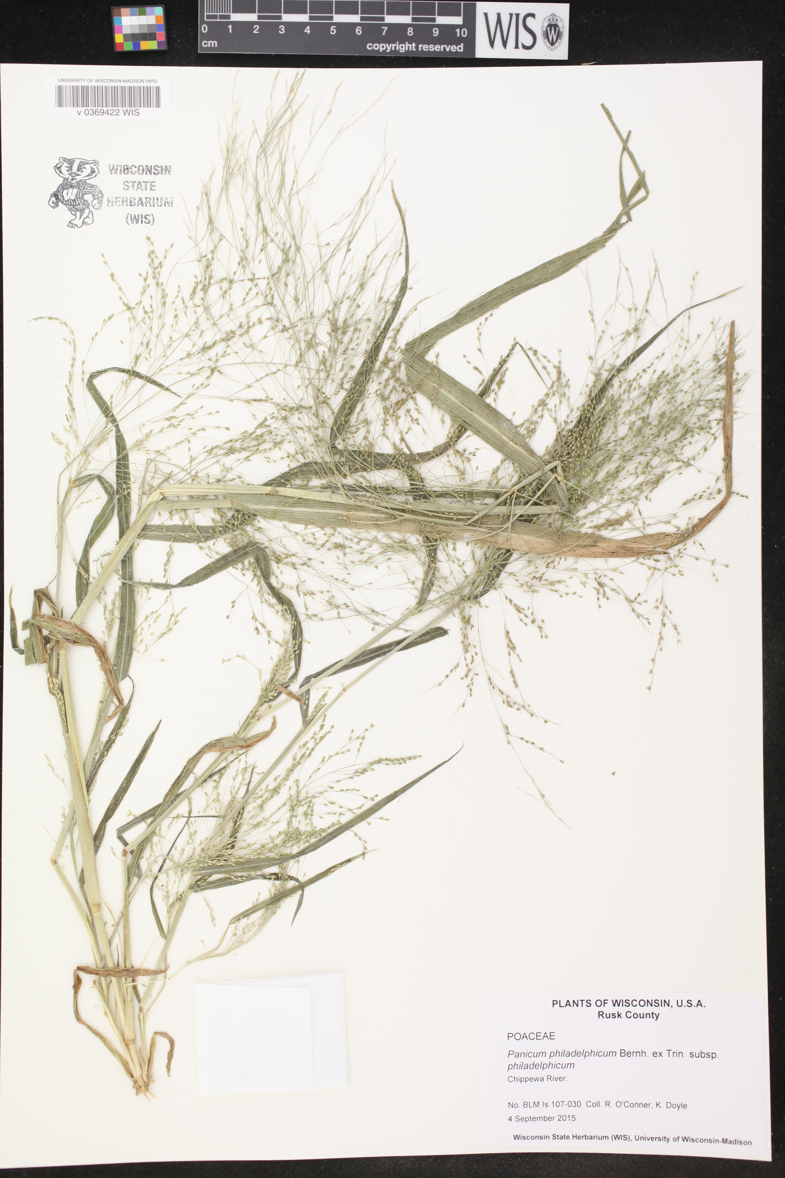 Panicum philadelphicum subsp. philadelphicum image