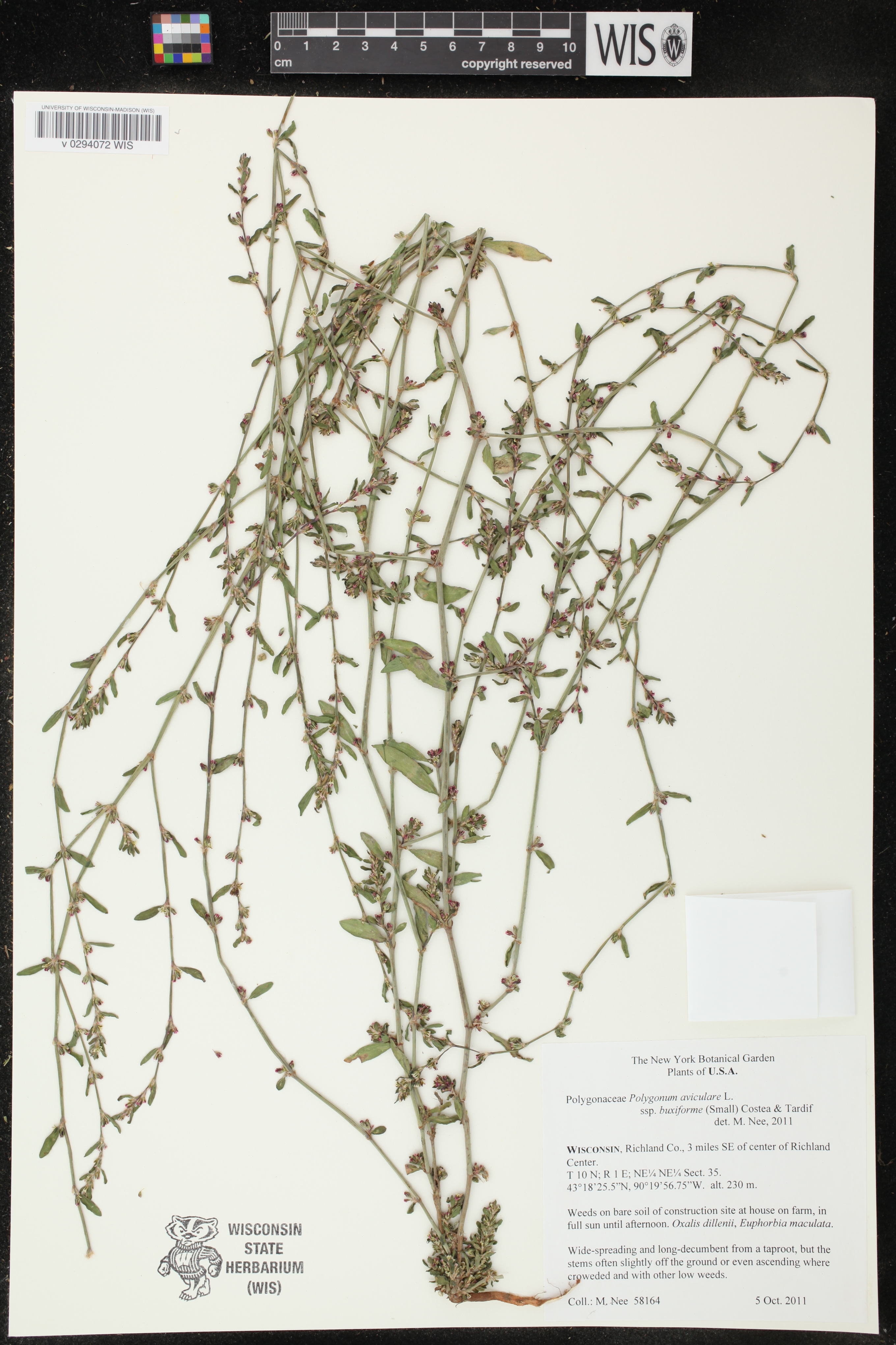 Polygonum aviculare image