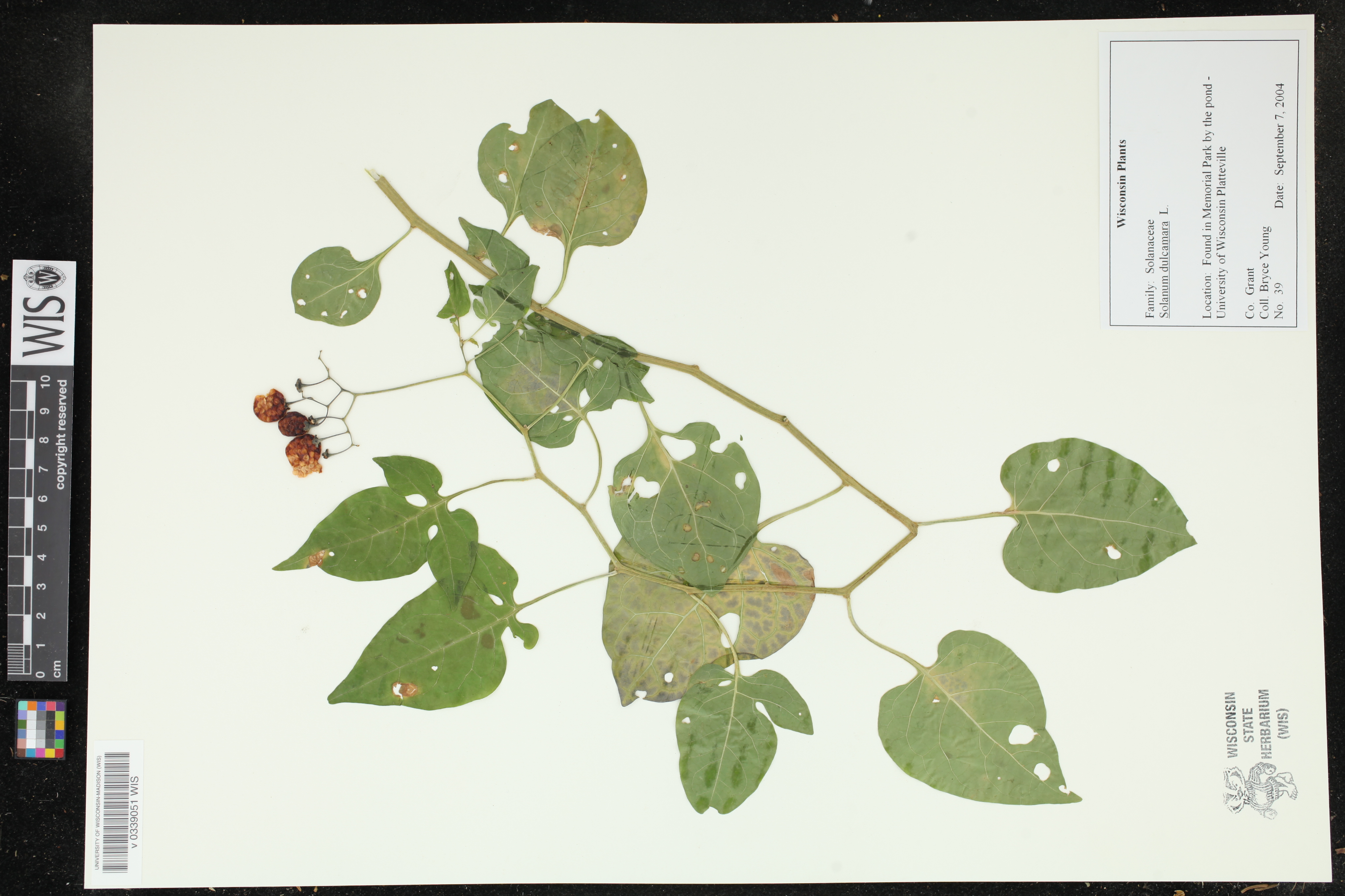 Solanum dulcamara image
