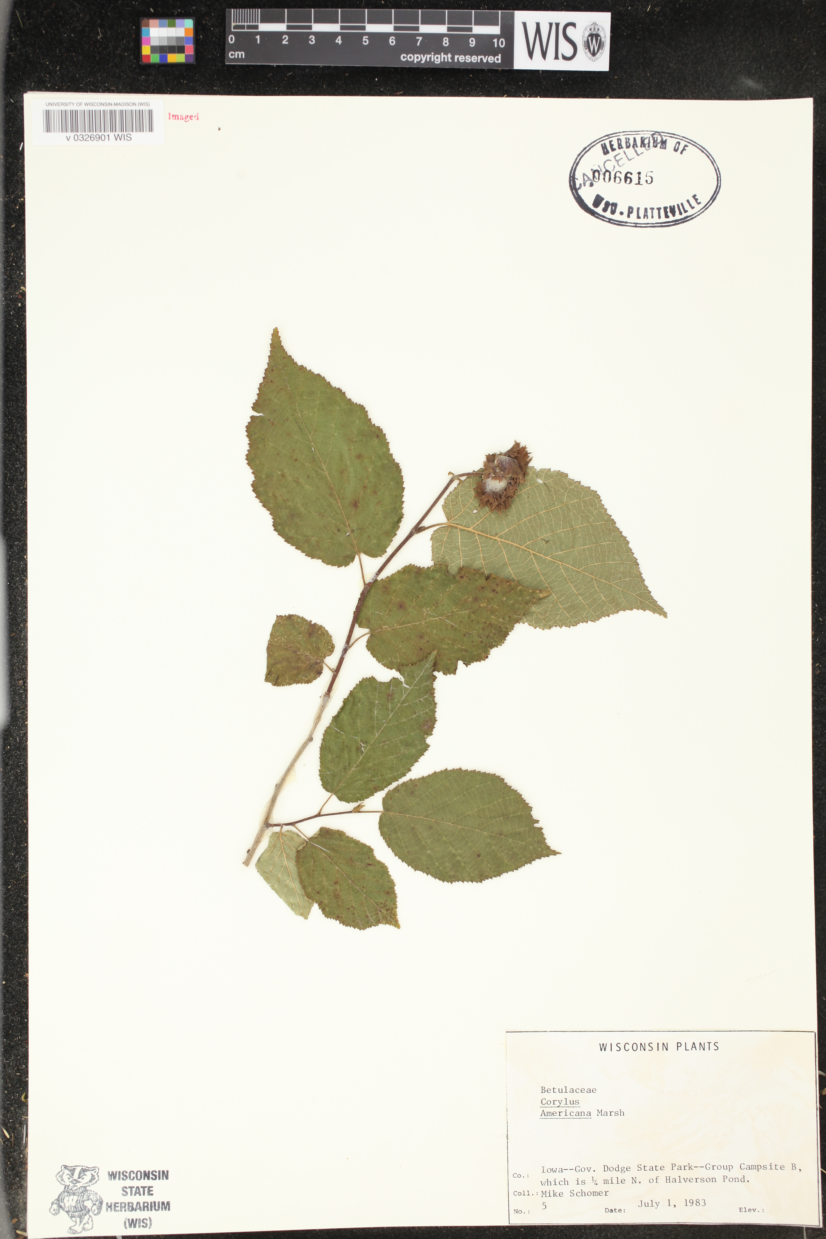 Corylus americana image
