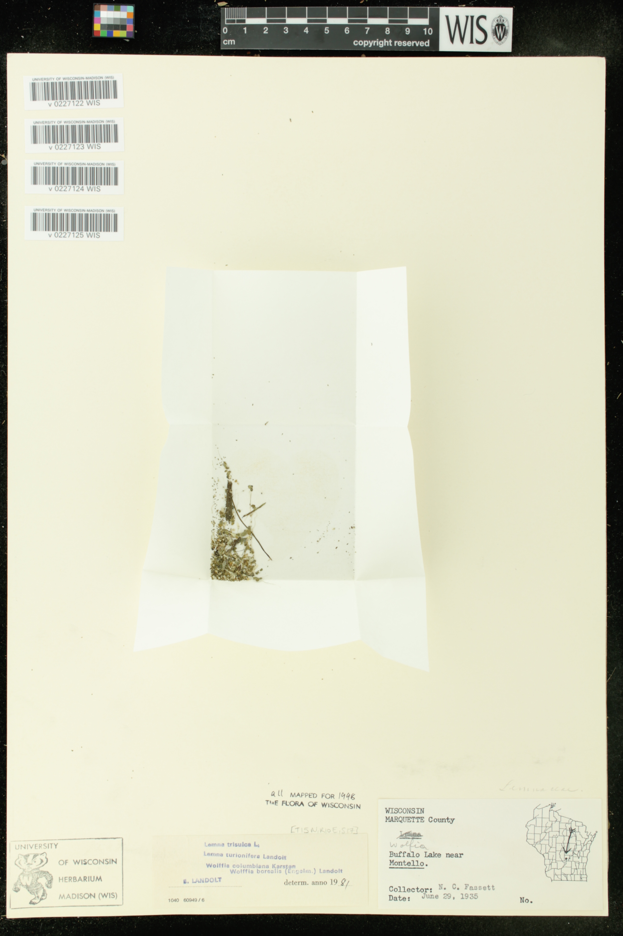 Lemna turionifera image