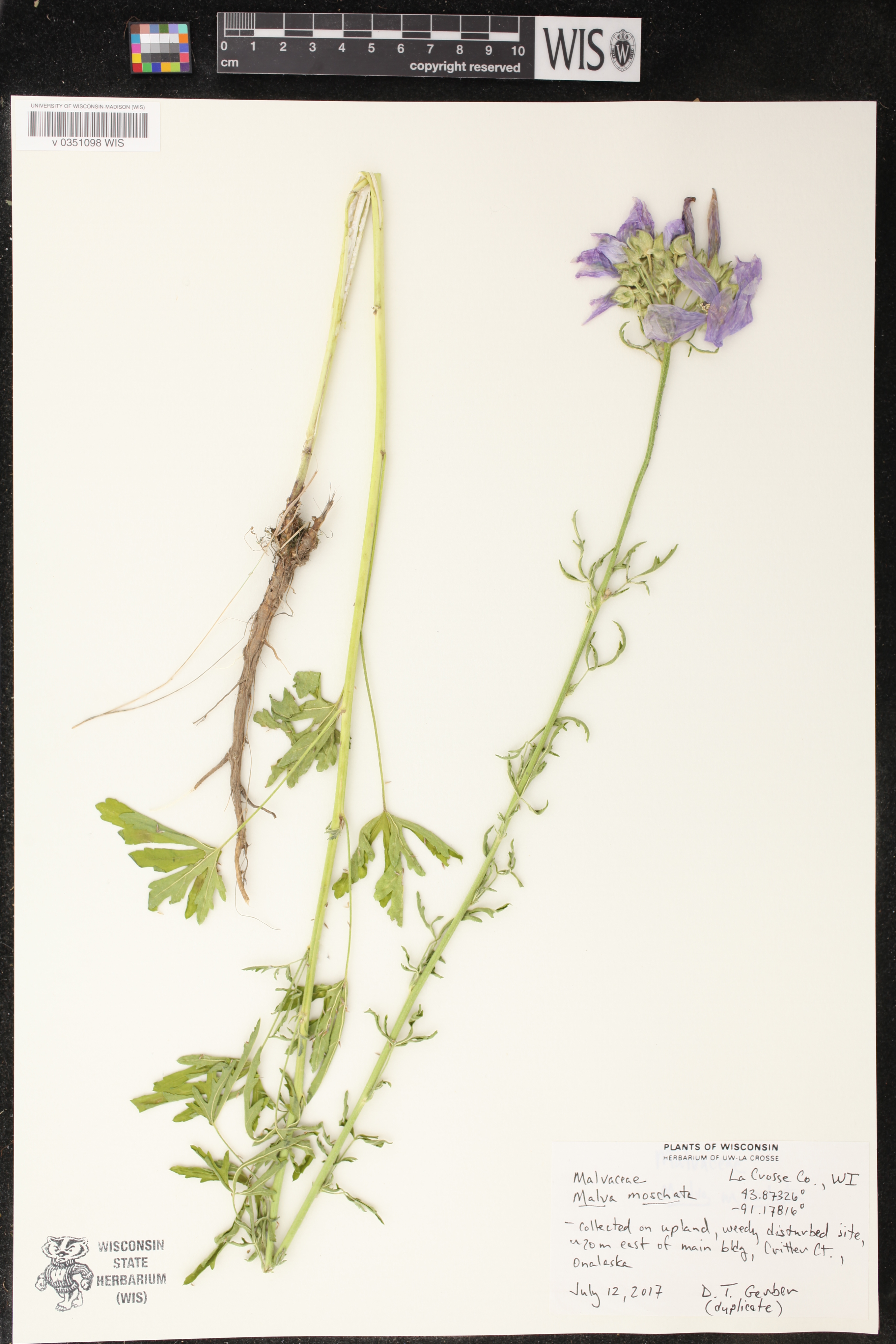 Malva moschata image