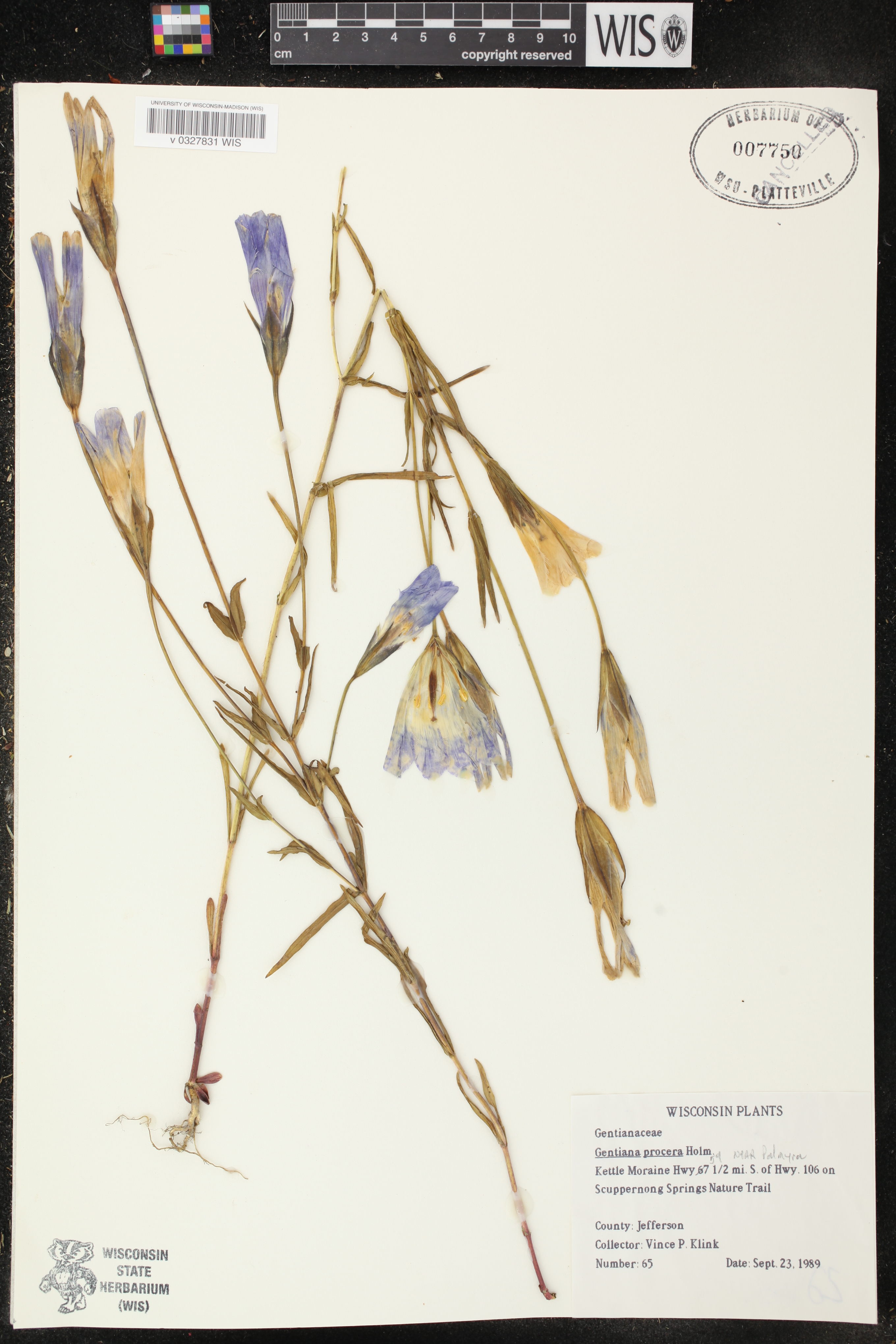 Gentianopsis virgata image