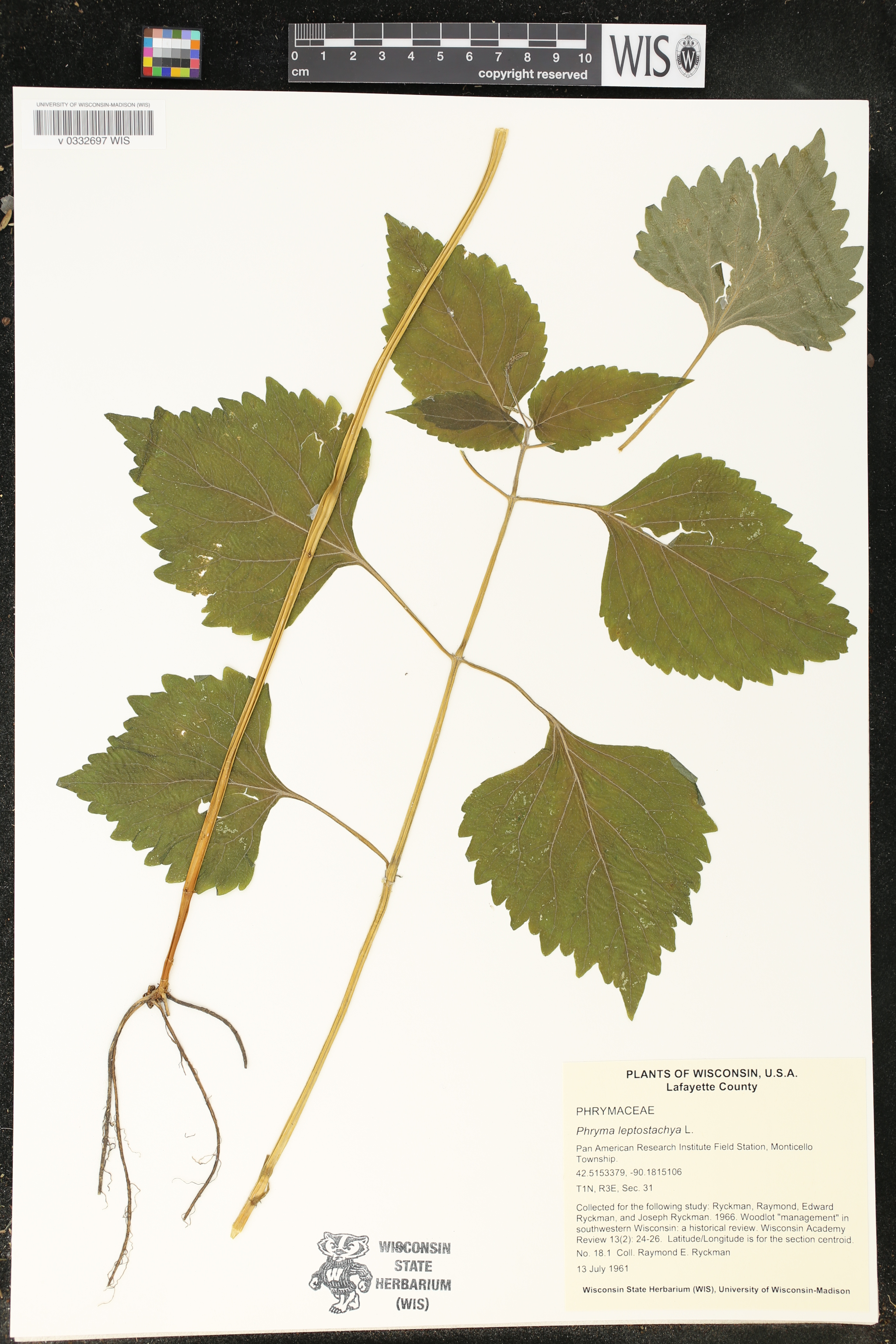 Phryma leptostachya image
