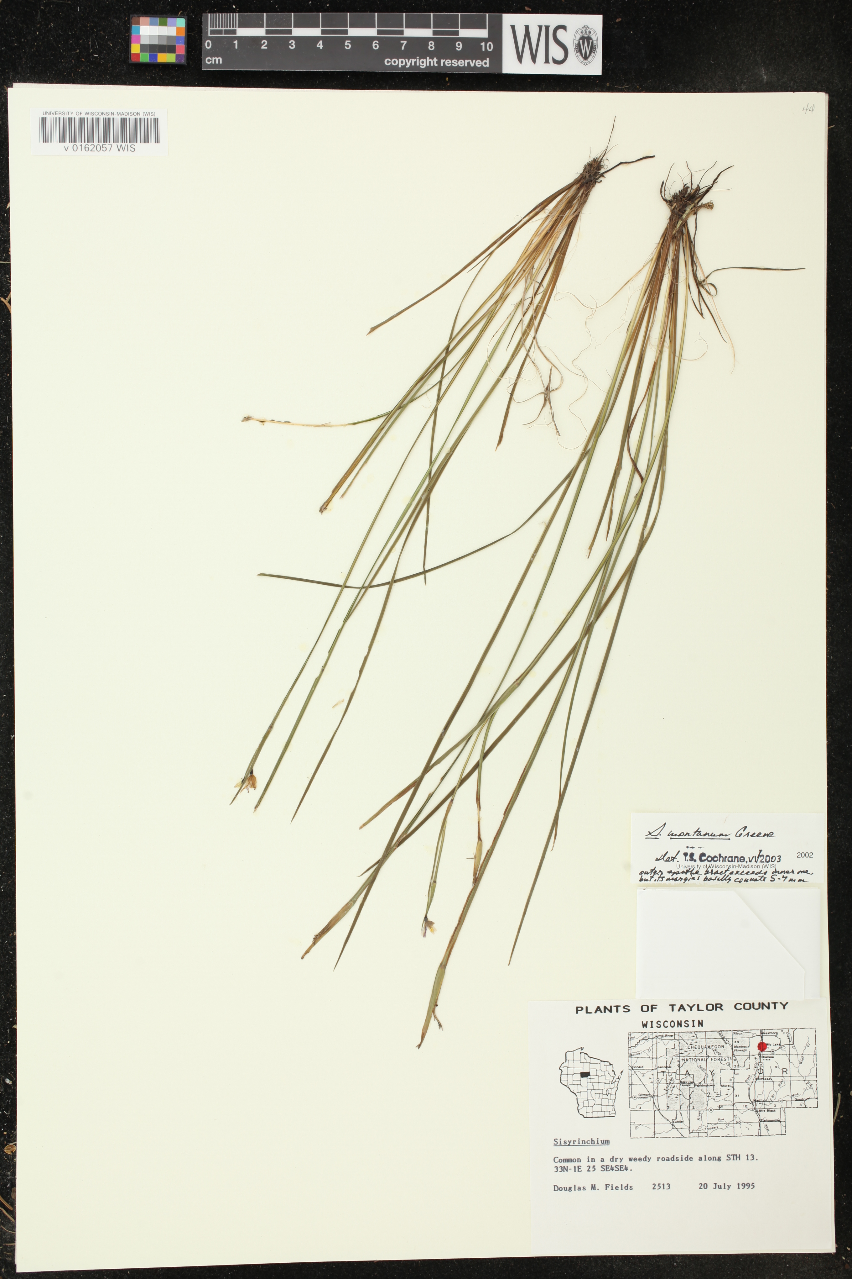 Sisyrinchium montanum image