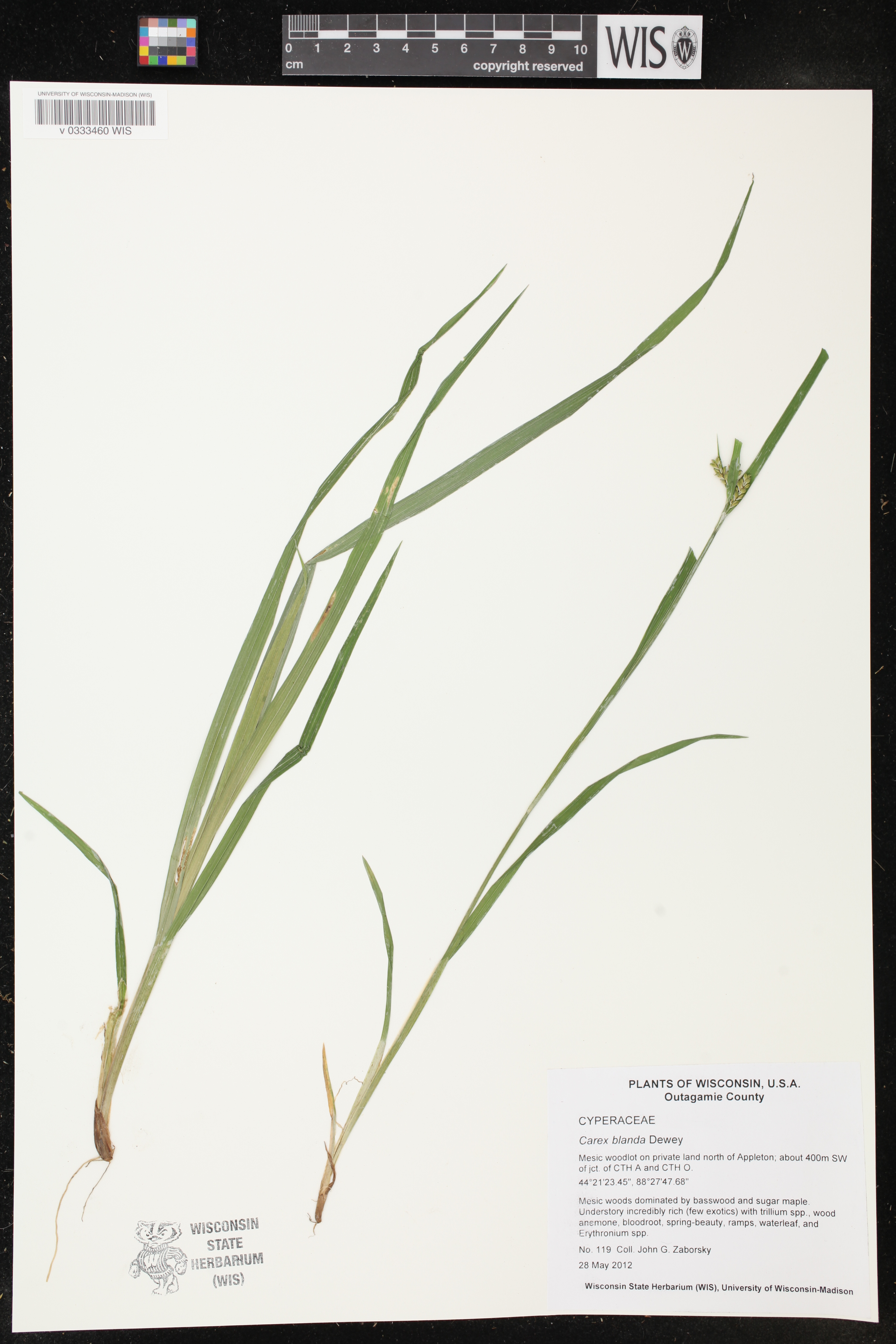 Carex blanda image