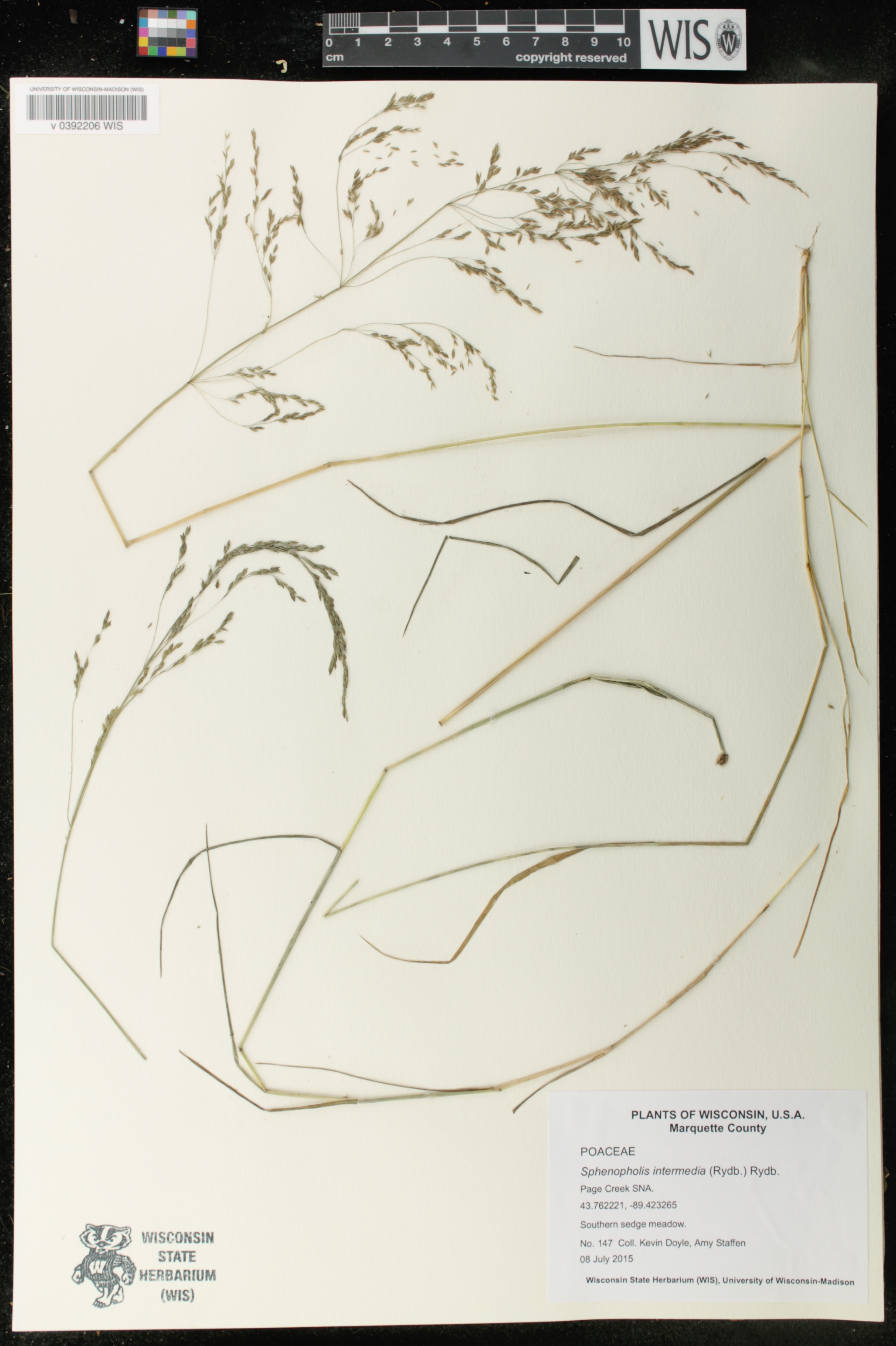 Sphenopholis intermedia image