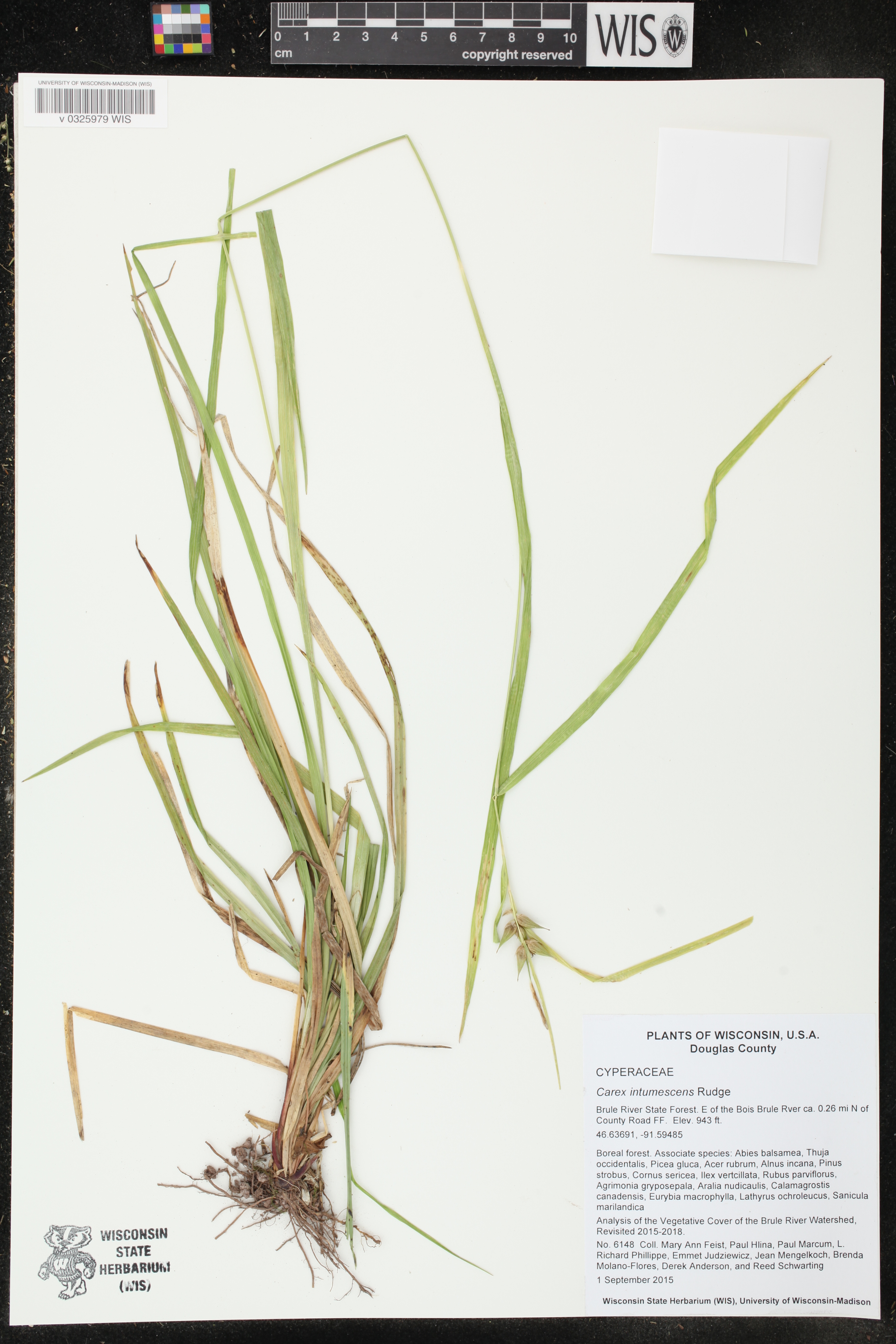 Carex intumescens image