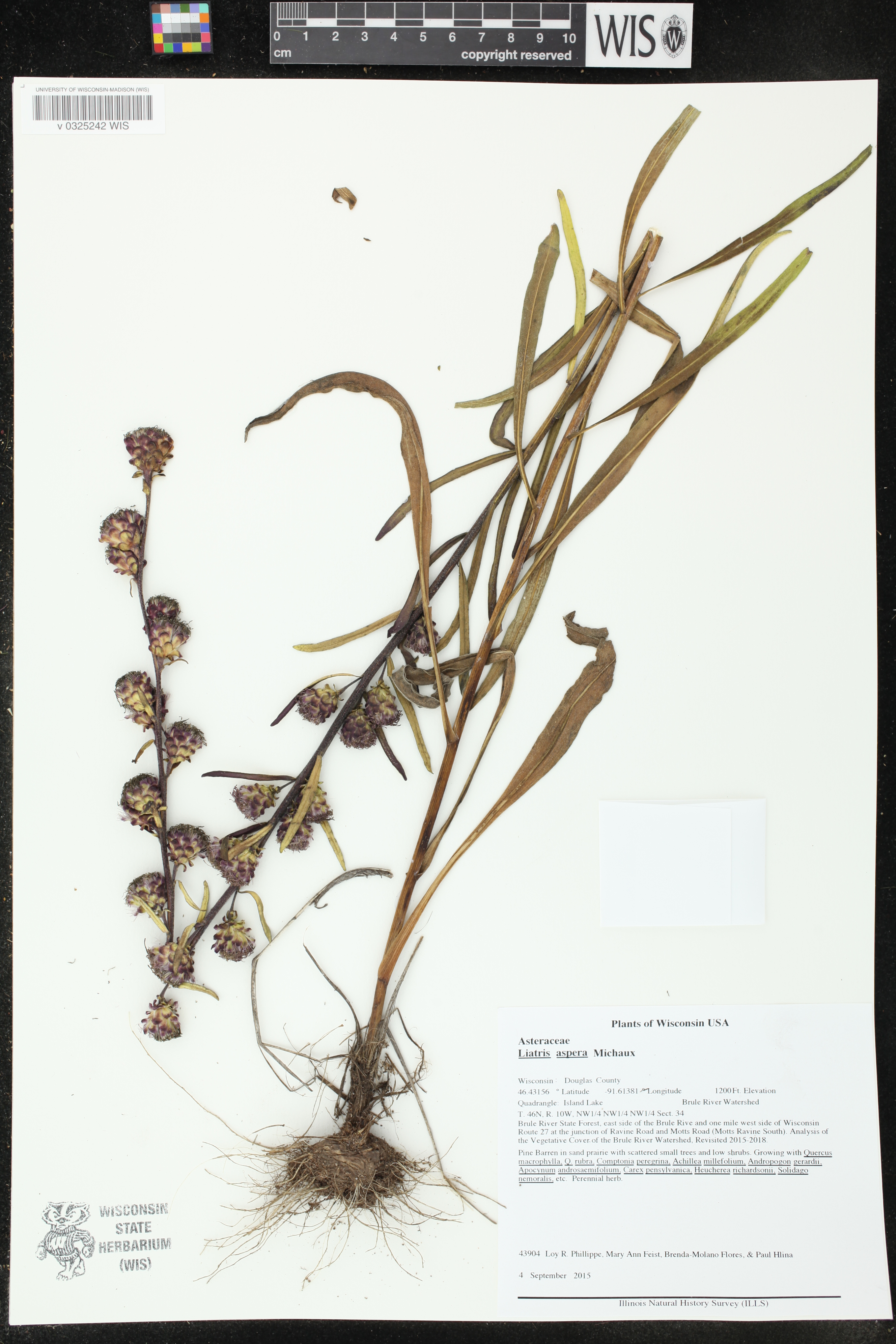 Liatris aspera image