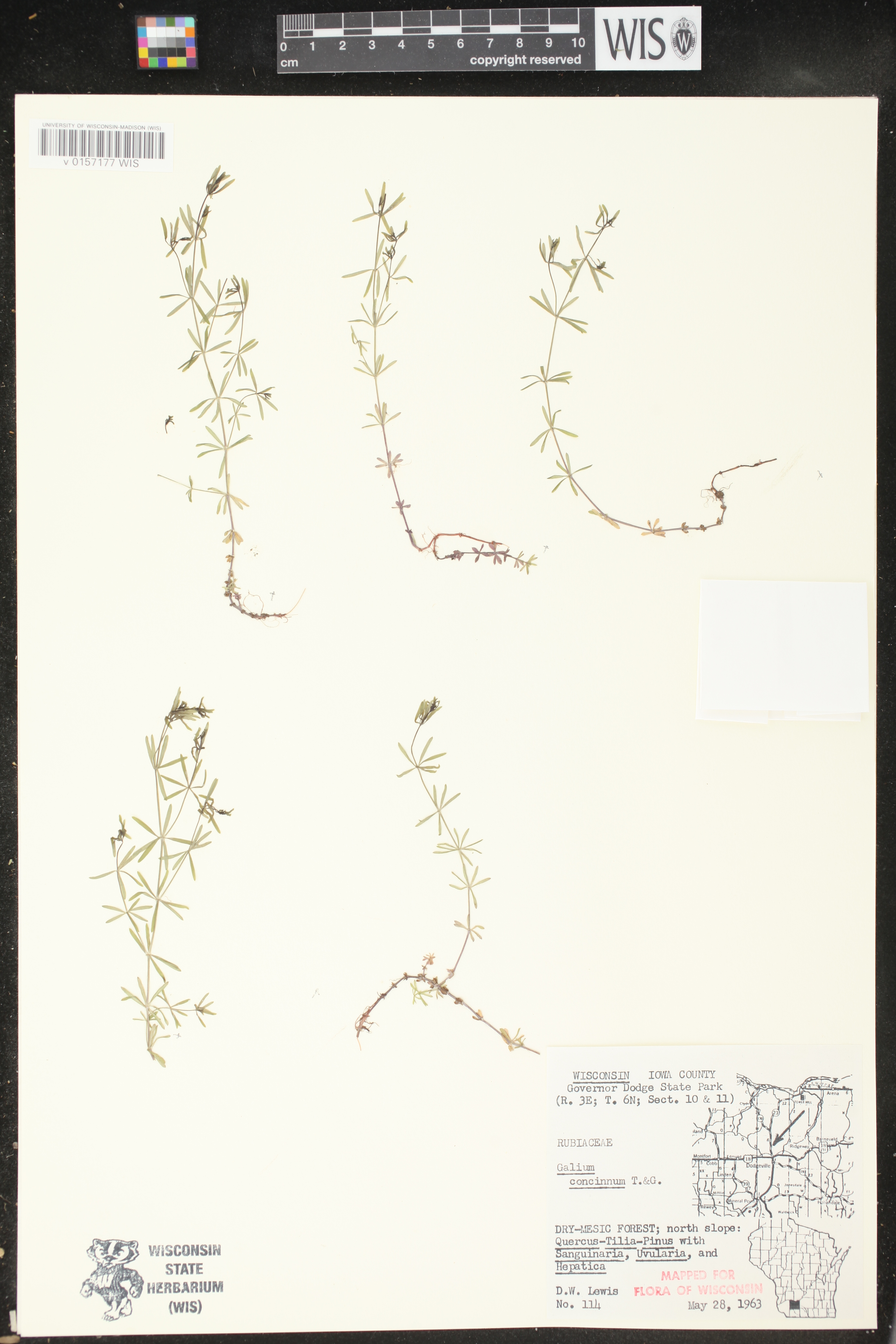 Galium concinnum image