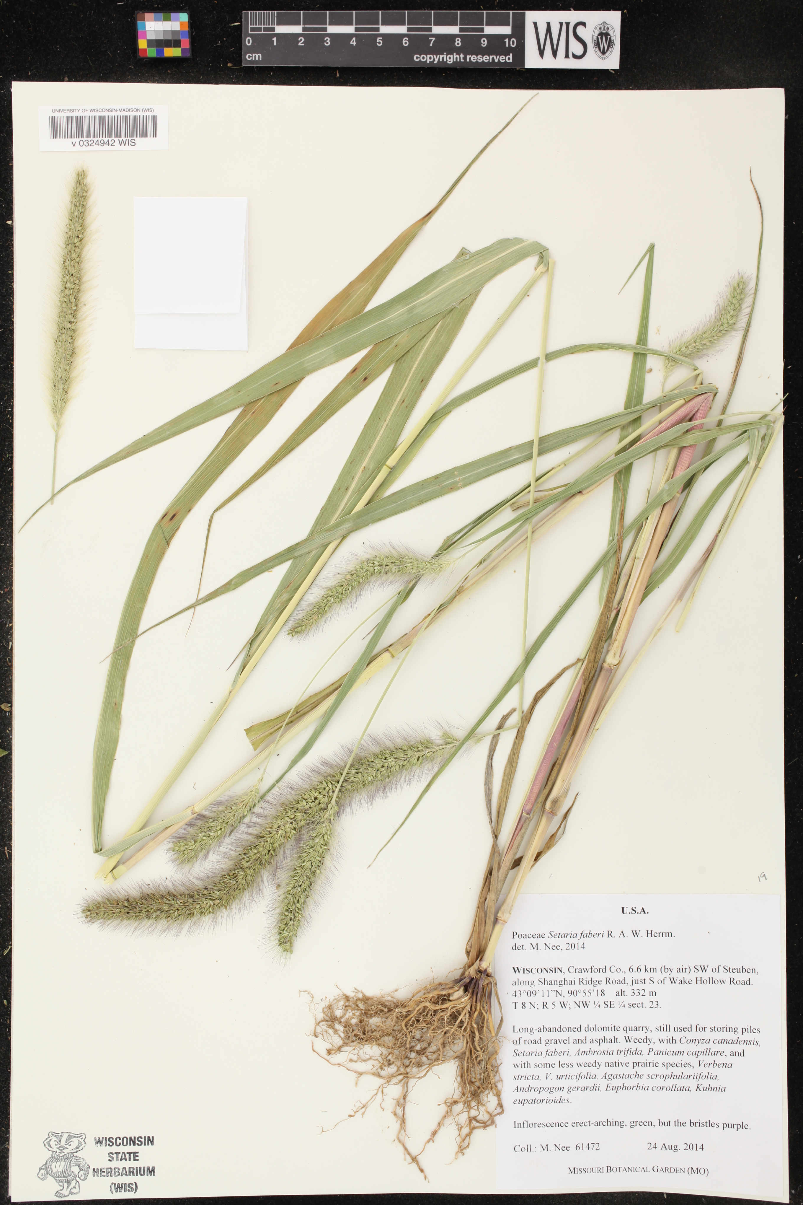 Setaria faberi image