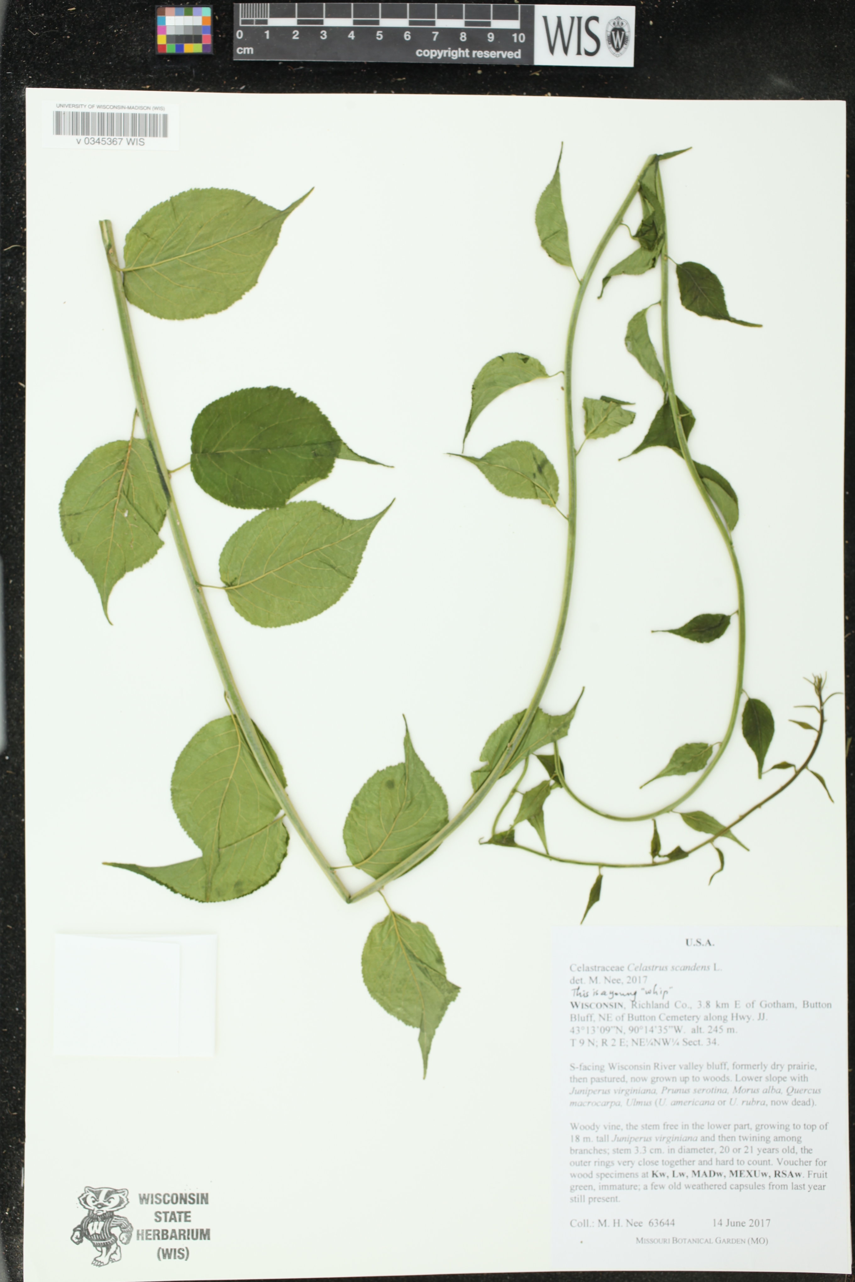 Celastrus scandens image