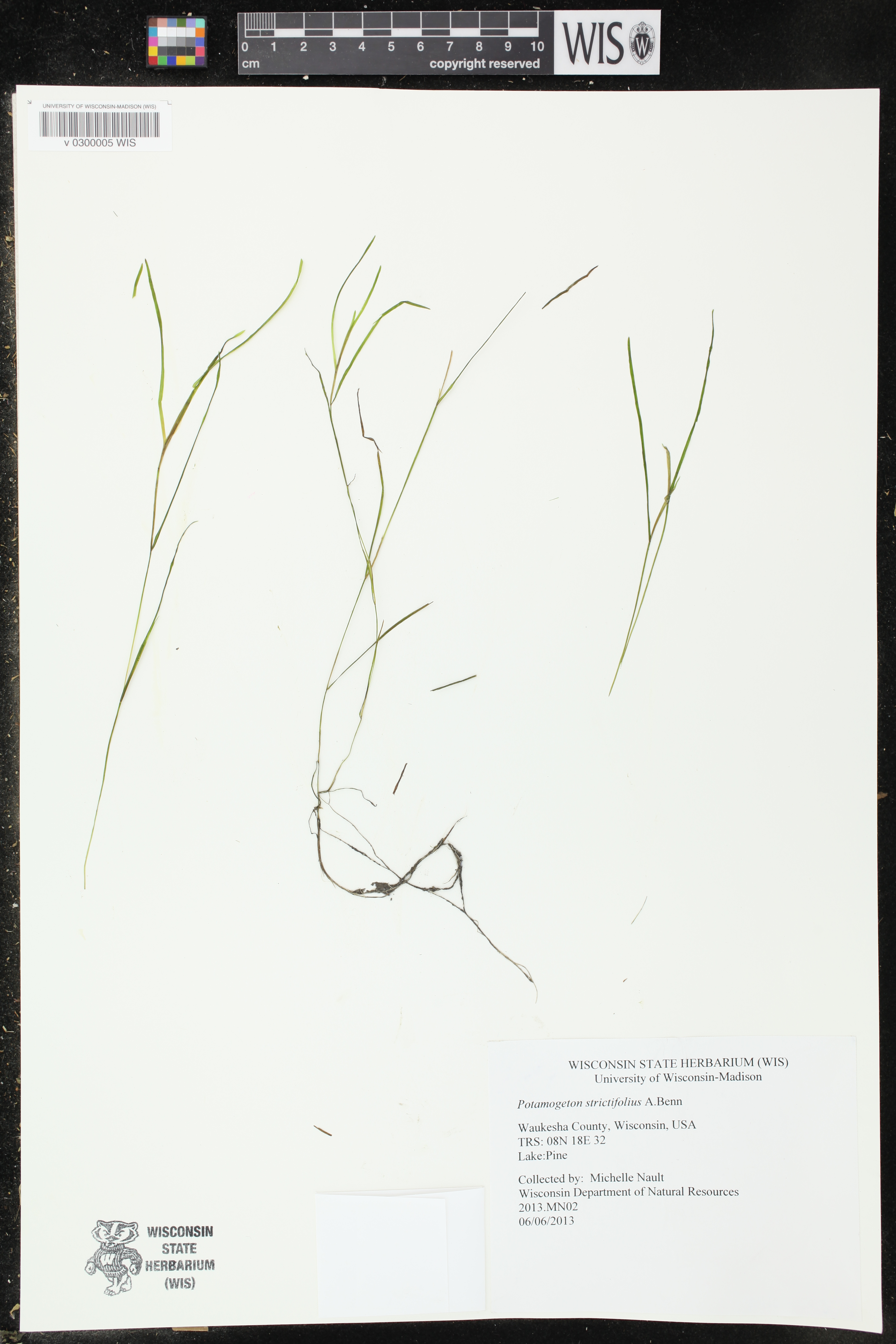 Potamogeton strictifolius image
