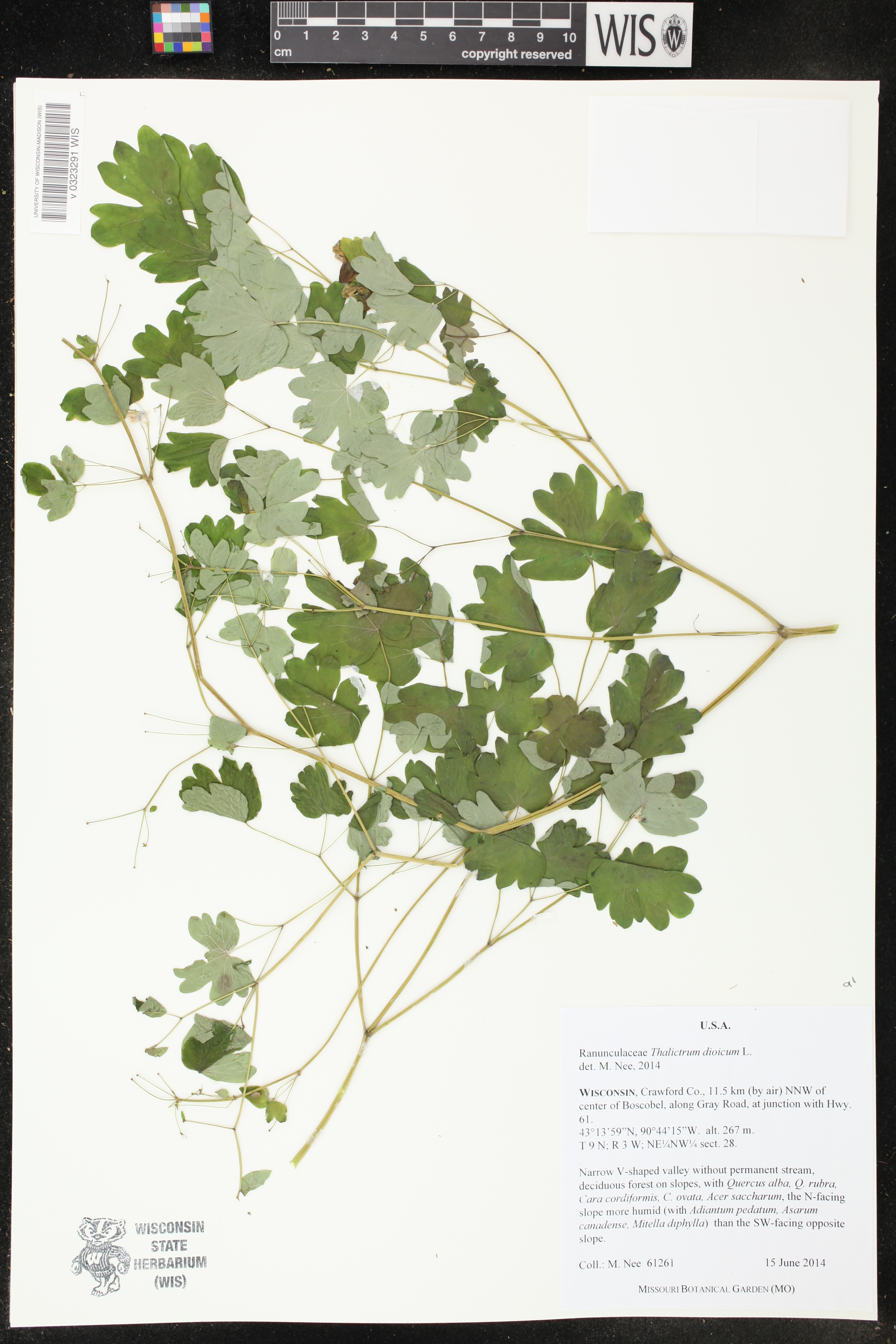 Thalictrum dioicum image