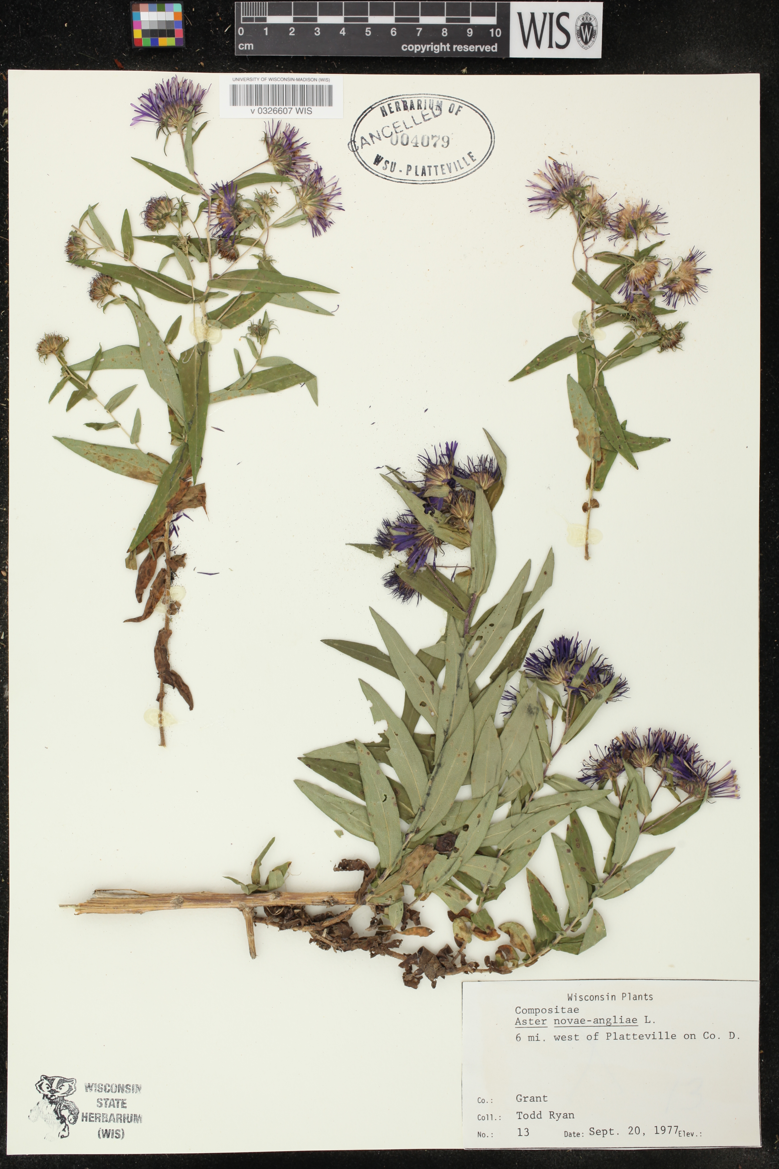 Symphyotrichum novae-angliae image