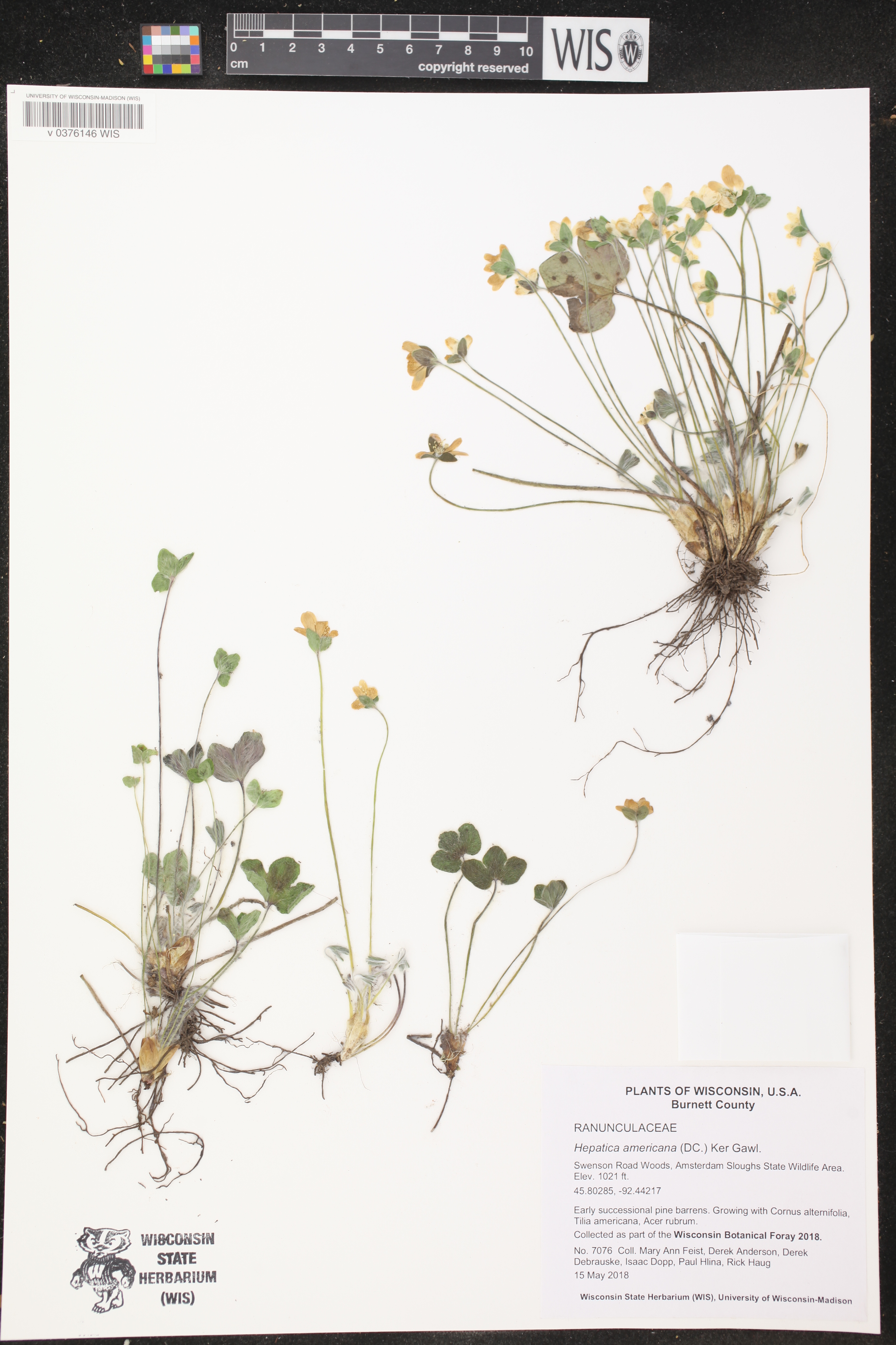 Anemone americana image