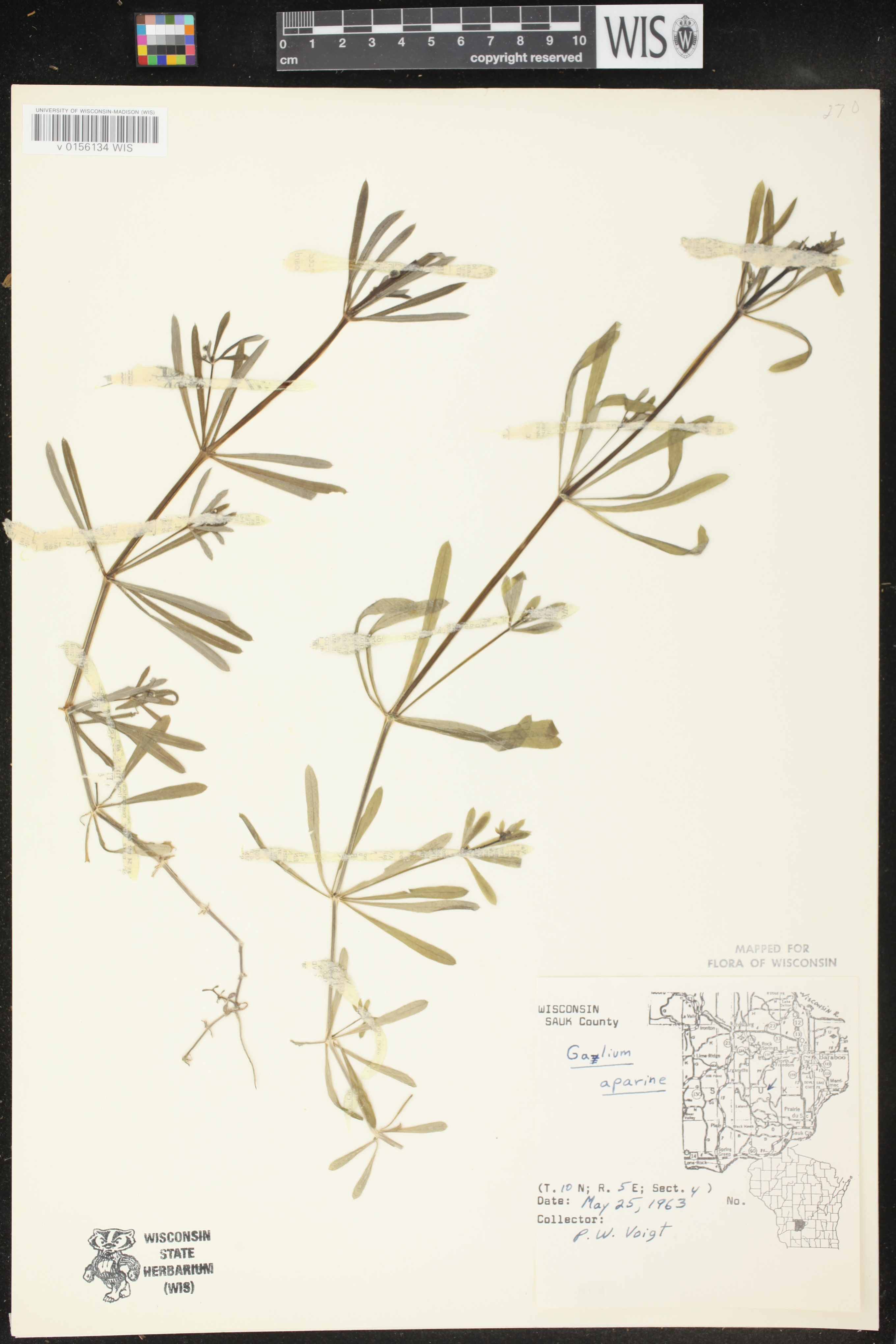 Galium aparine image