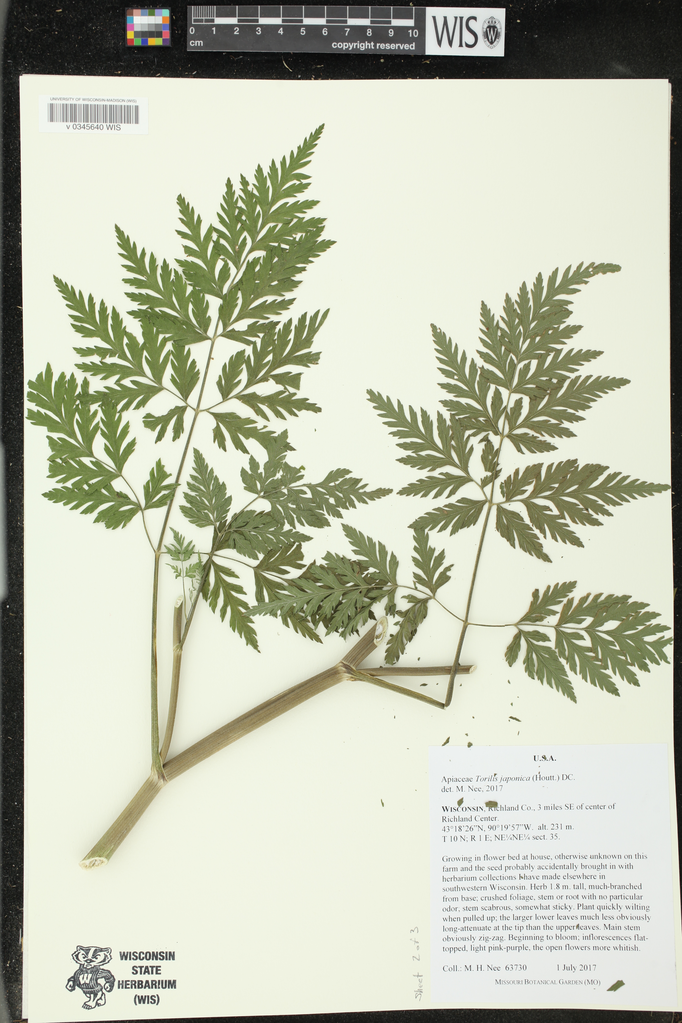 Torilis japonica image