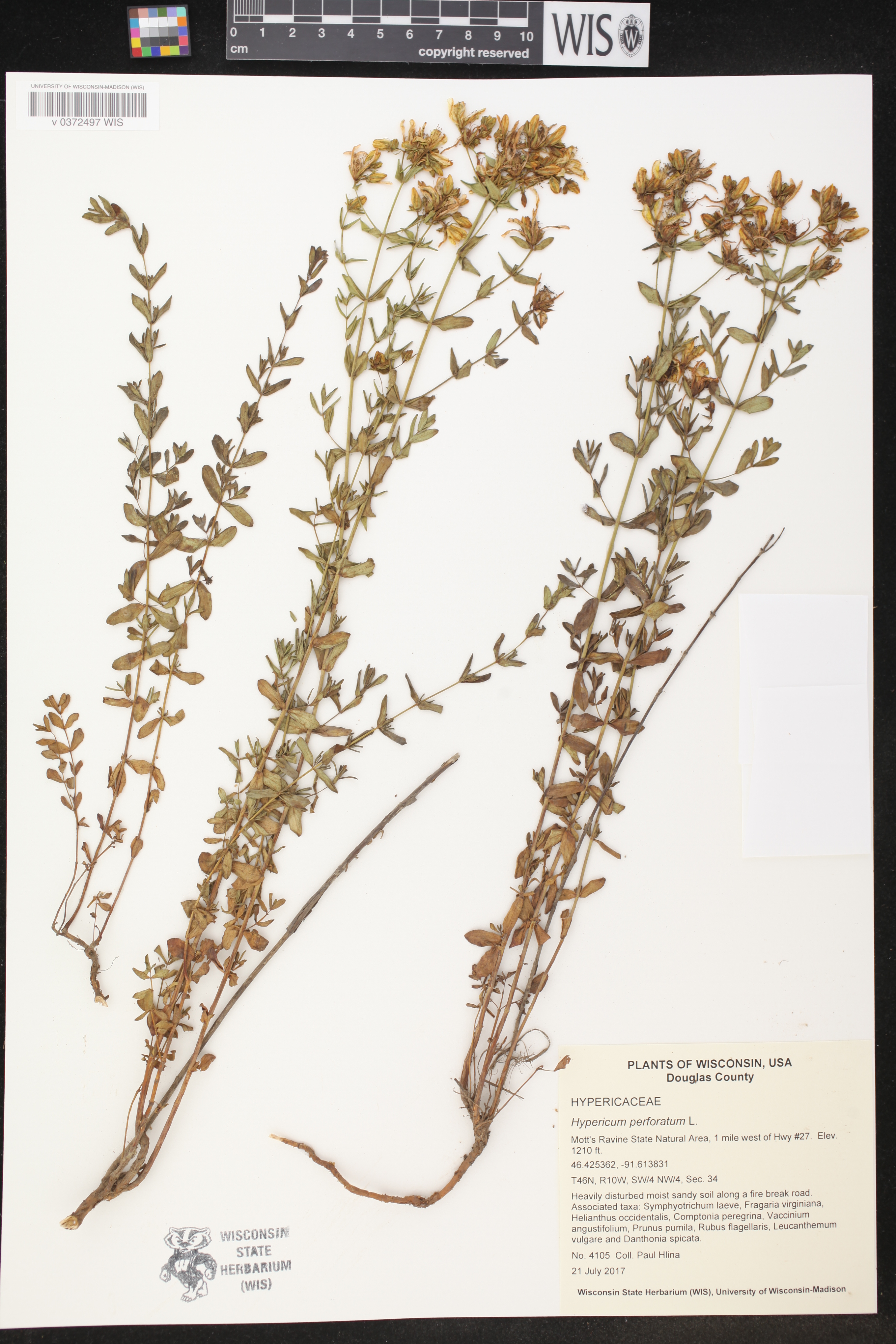 Hypericum perforatum image