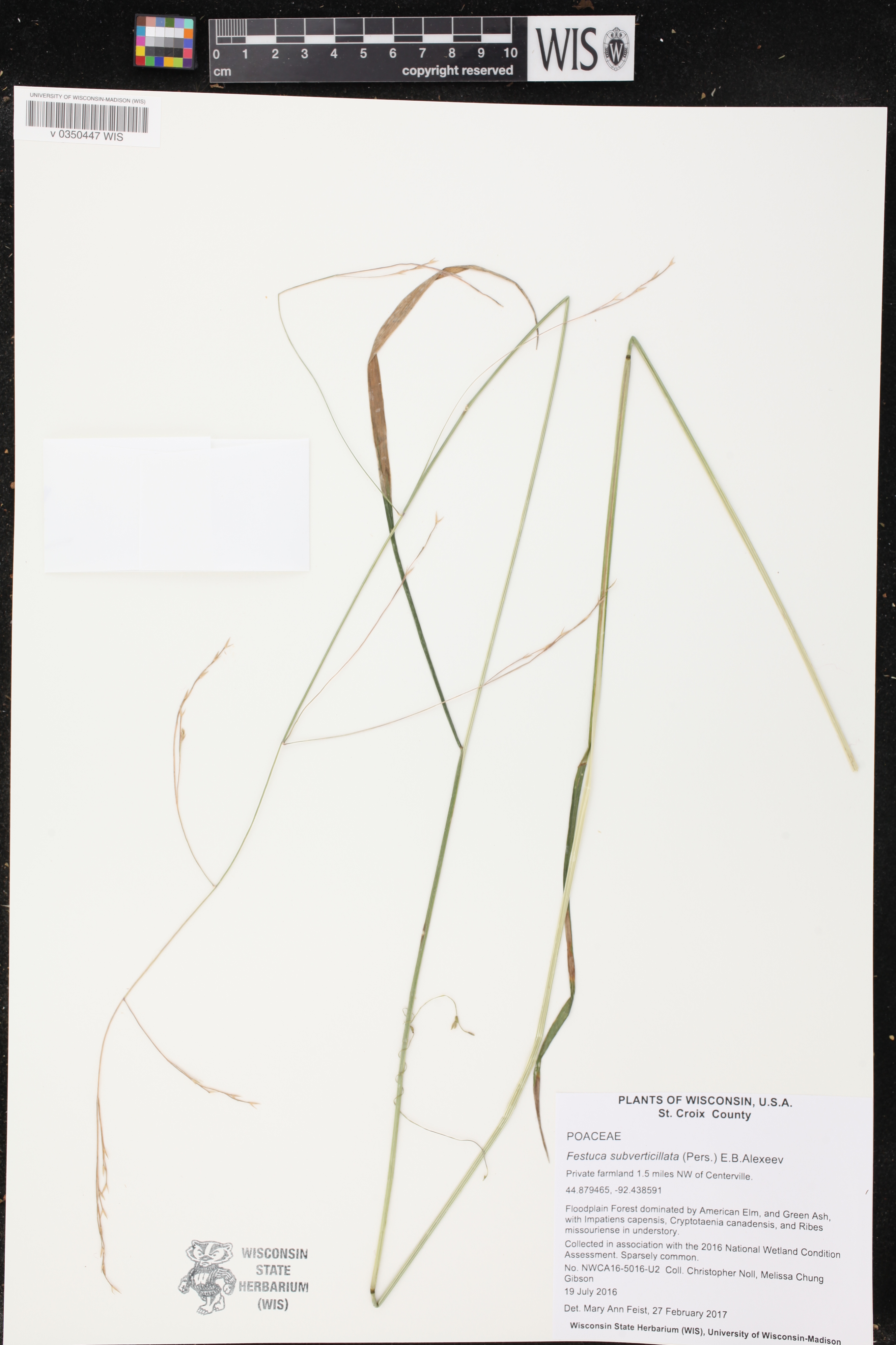 Festuca subverticillata image