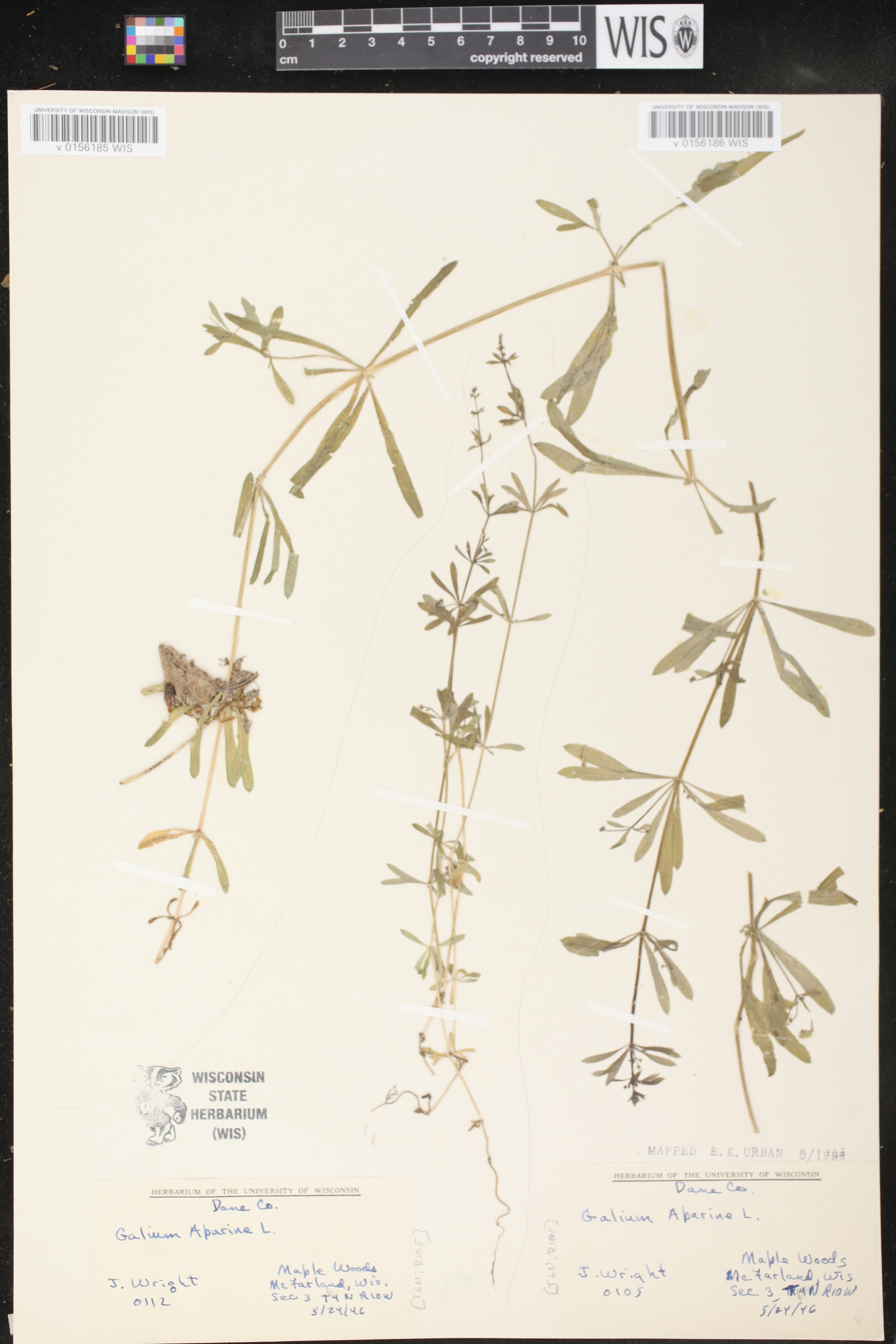 Galium aparine image