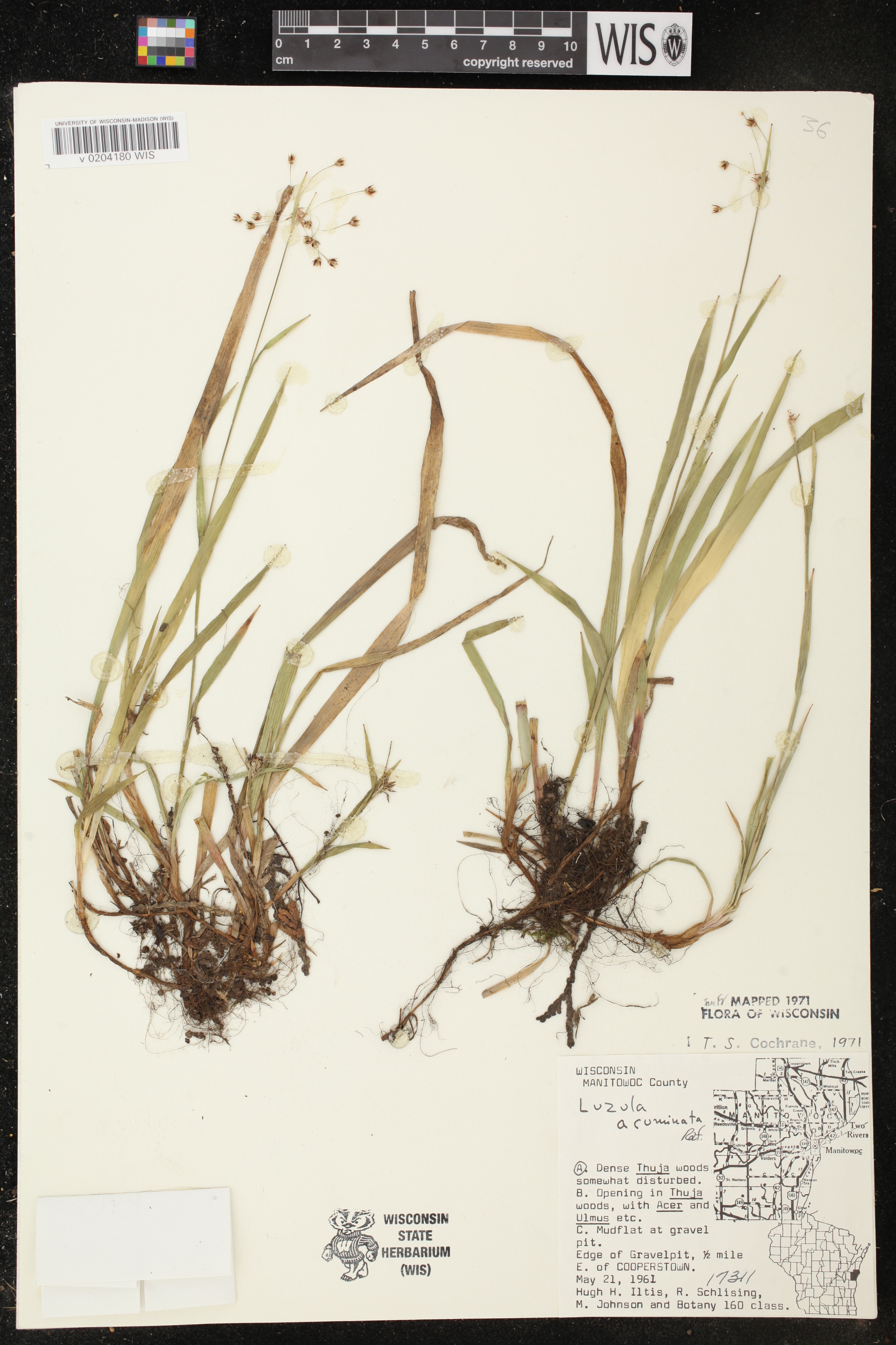Luzula acuminata image
