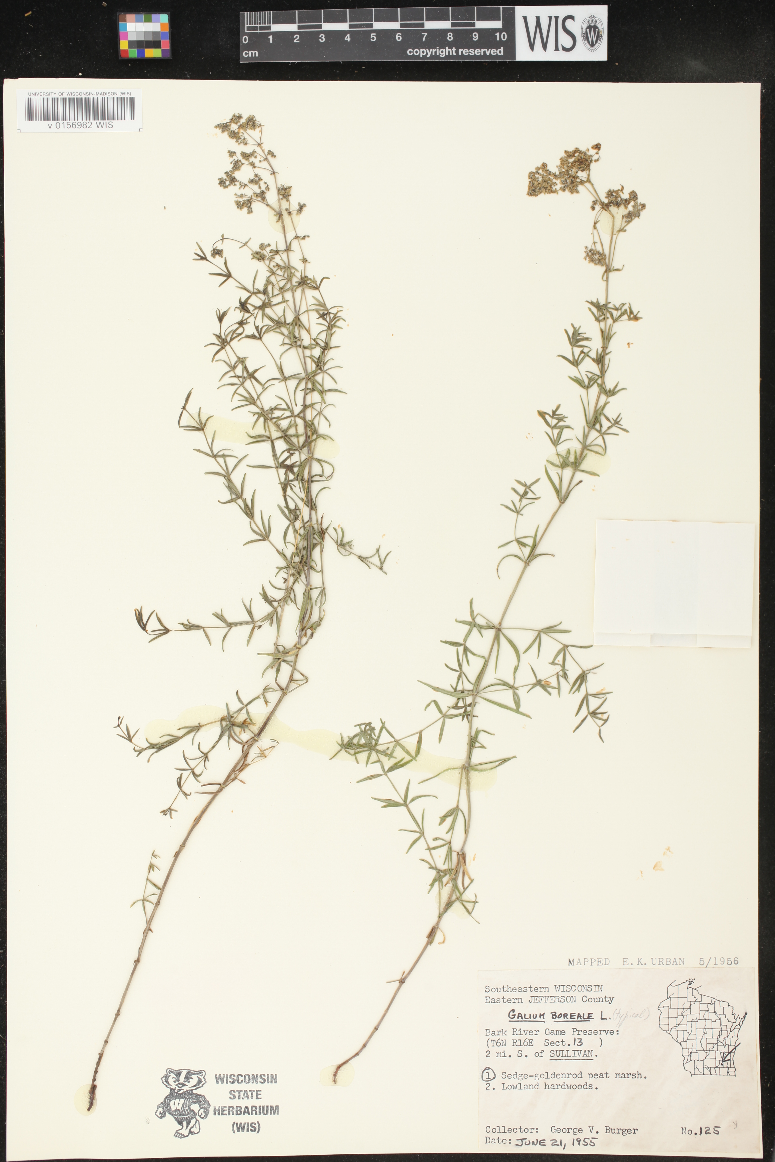 Galium boreale image