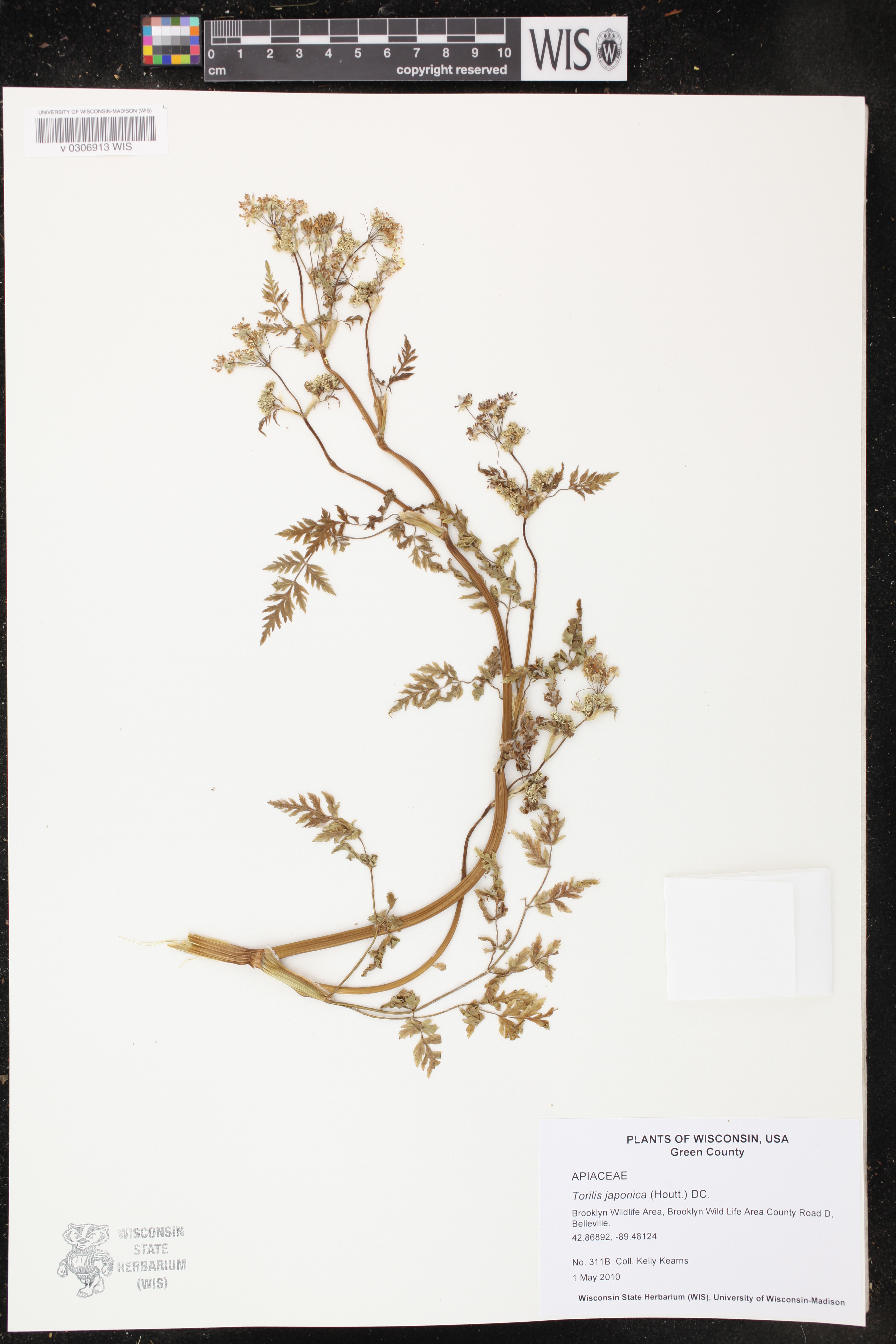 Torilis japonica image