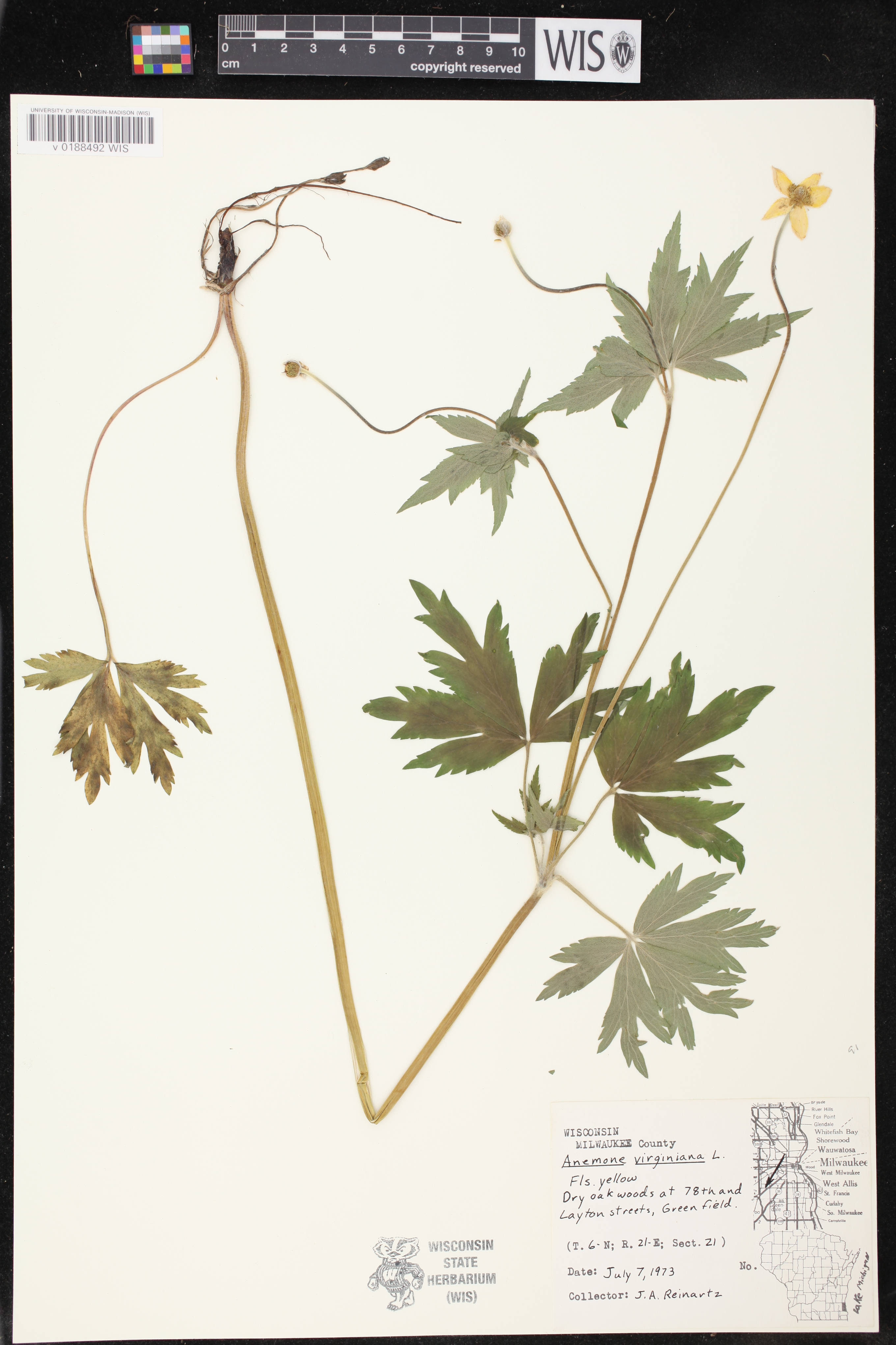 Image of Anemone virginiana var. virginiana