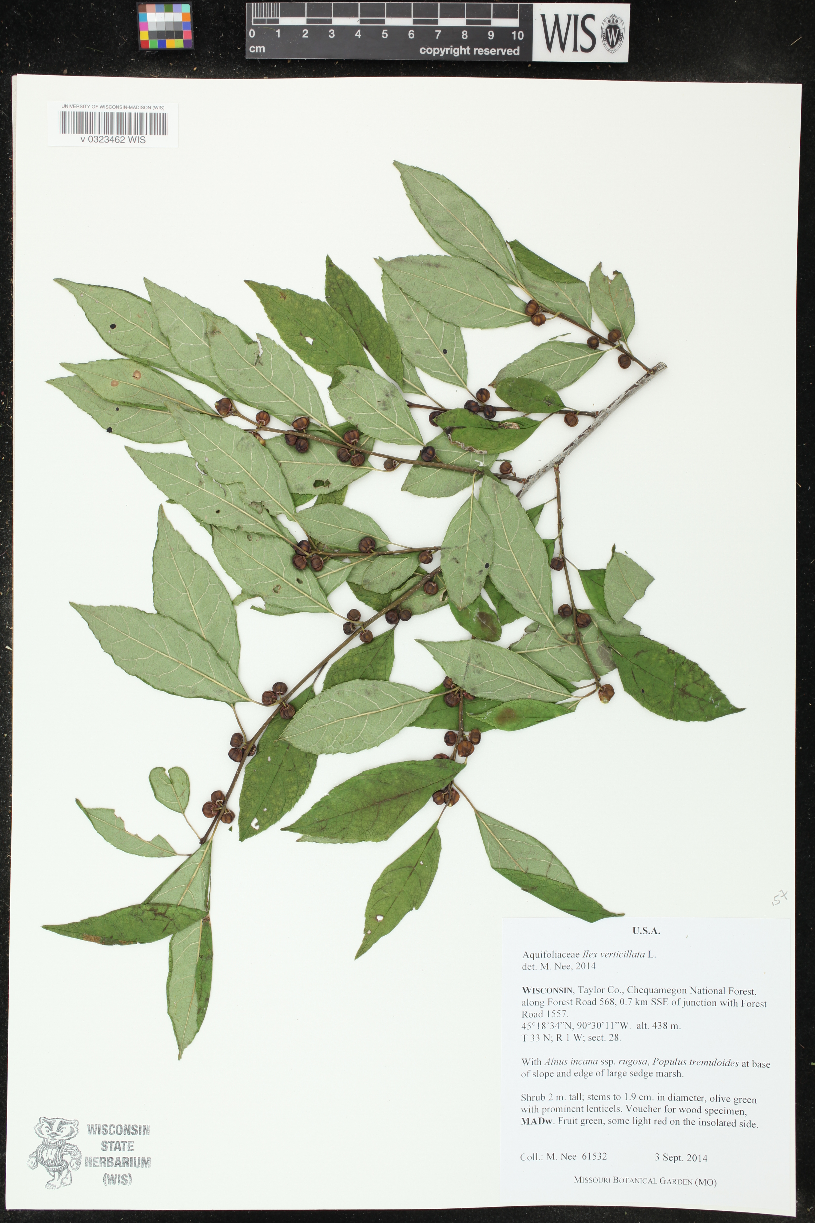Ilex verticillata image